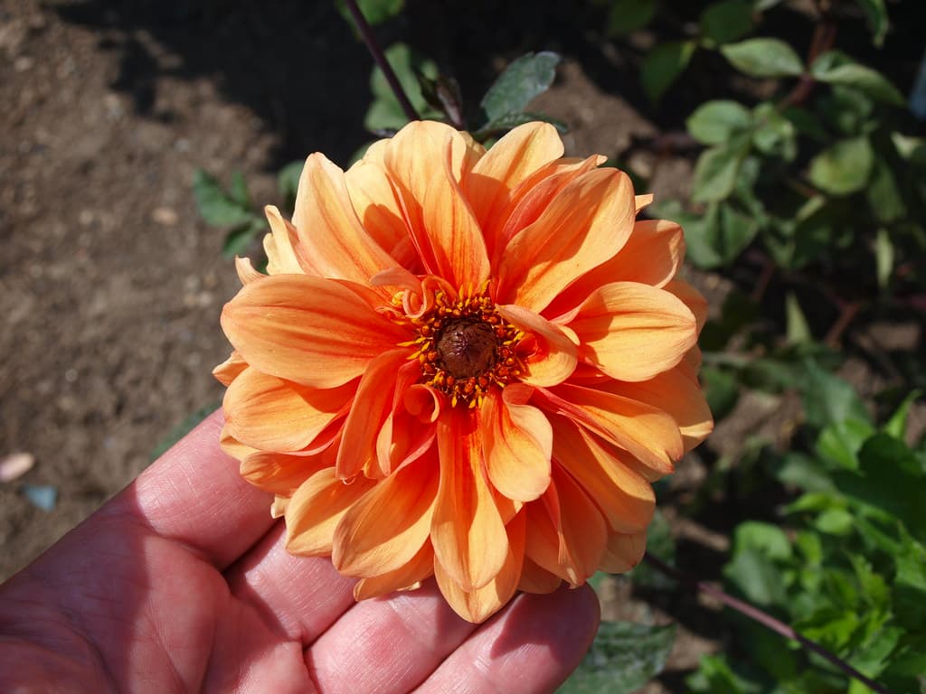 Dahlia 'David Howard' 2009