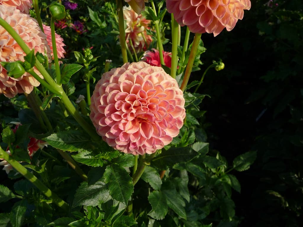 Dahlia Snoho Doris