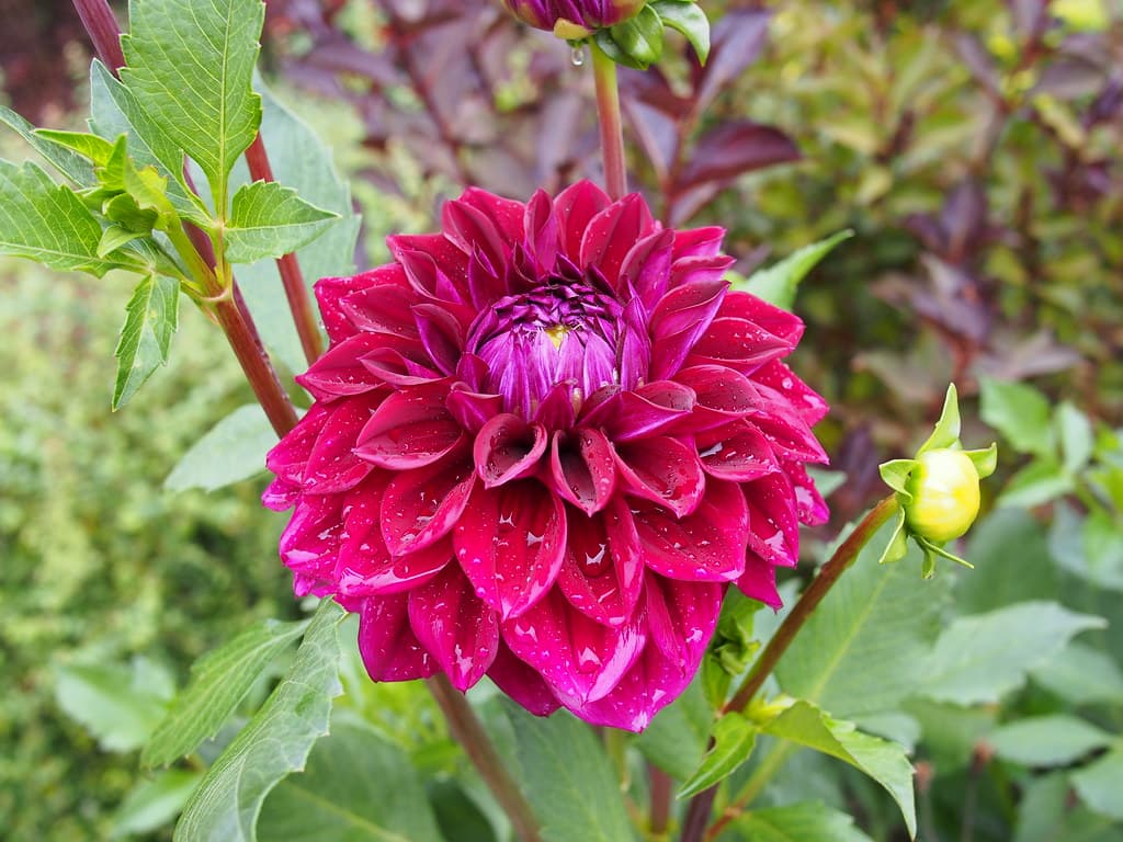 Dahlia 'Diva' 2014
