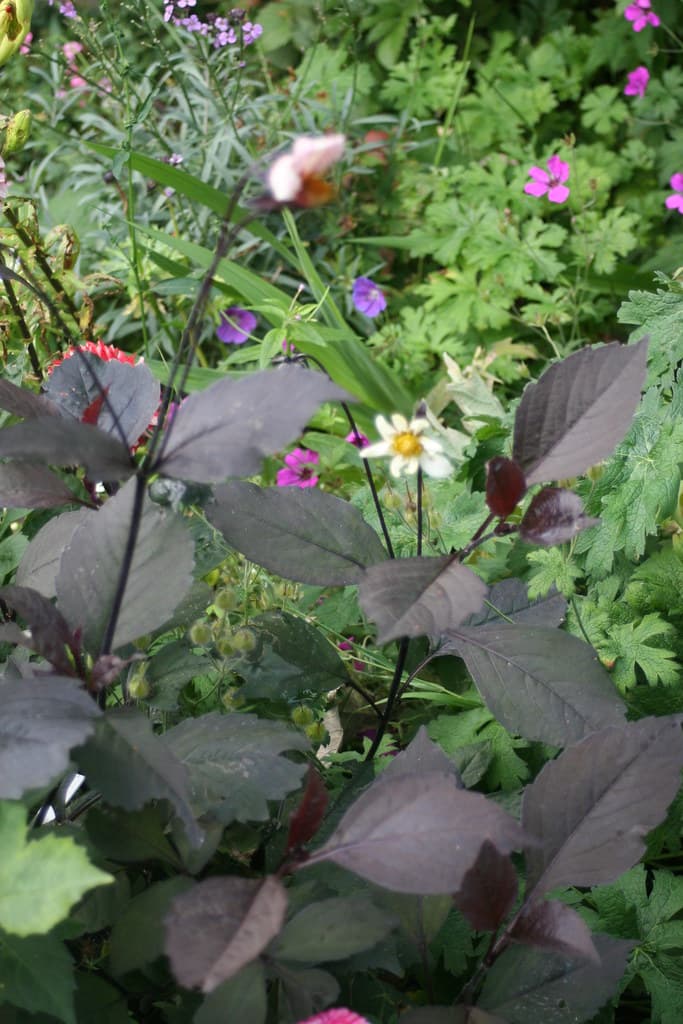 Dahlia 'Twyning's After Eight' G02