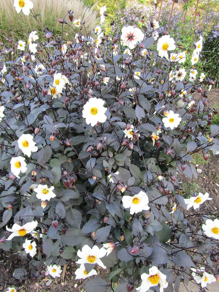 Dahlia 'Twyning's After Eight'