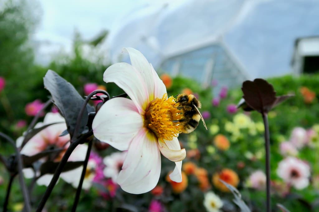 Twyning's After Eight