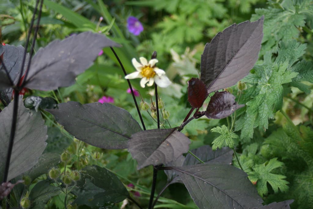 Dahlia 'Twyning's After Eight' G01