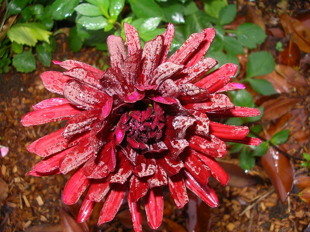Dahlia 'Chat Noir' with raindrops.