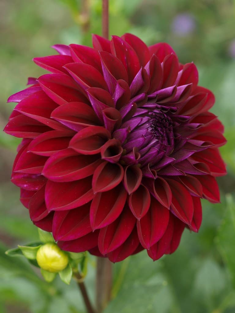 Dahlia 'Diva', Type(FD) 2012