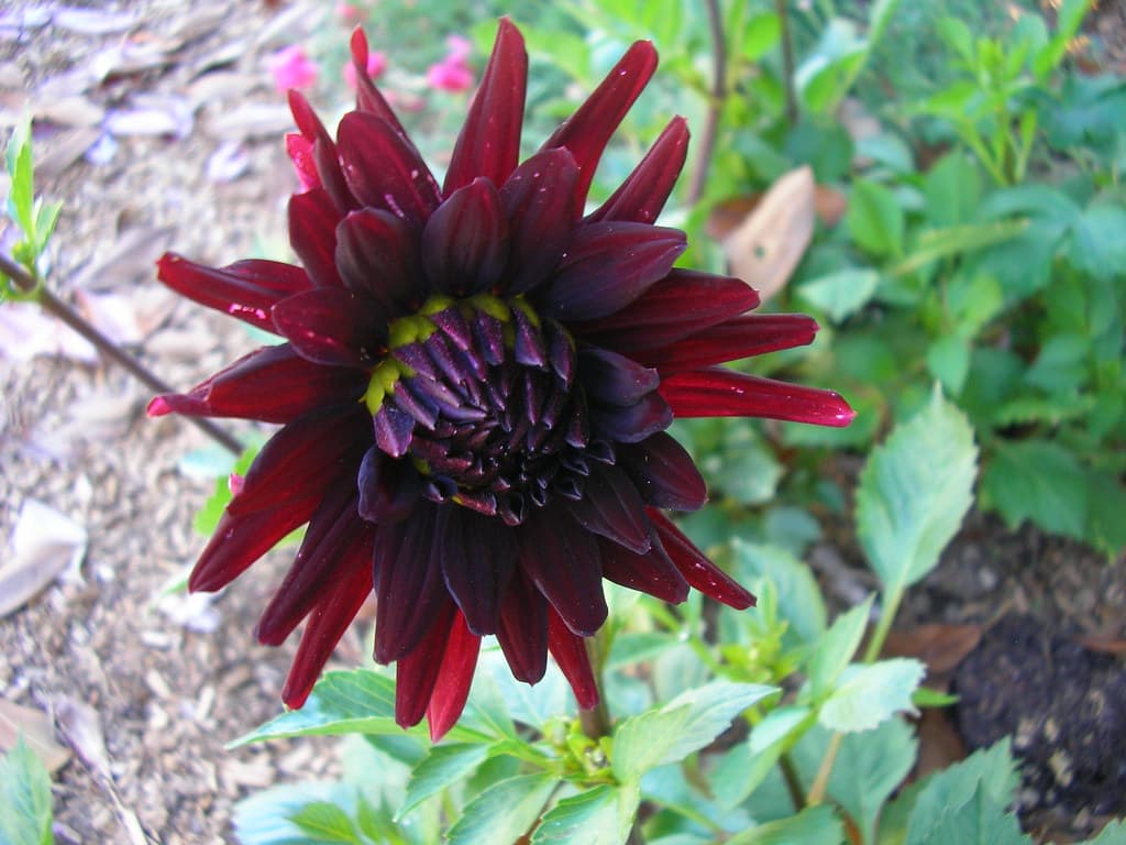 Dahlia 'Chat Noir'