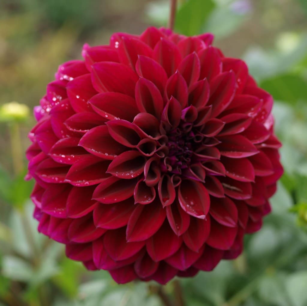 Dahlia 'Diva' 2012