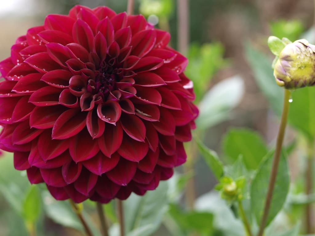 Dahlia 'Diva' 2012