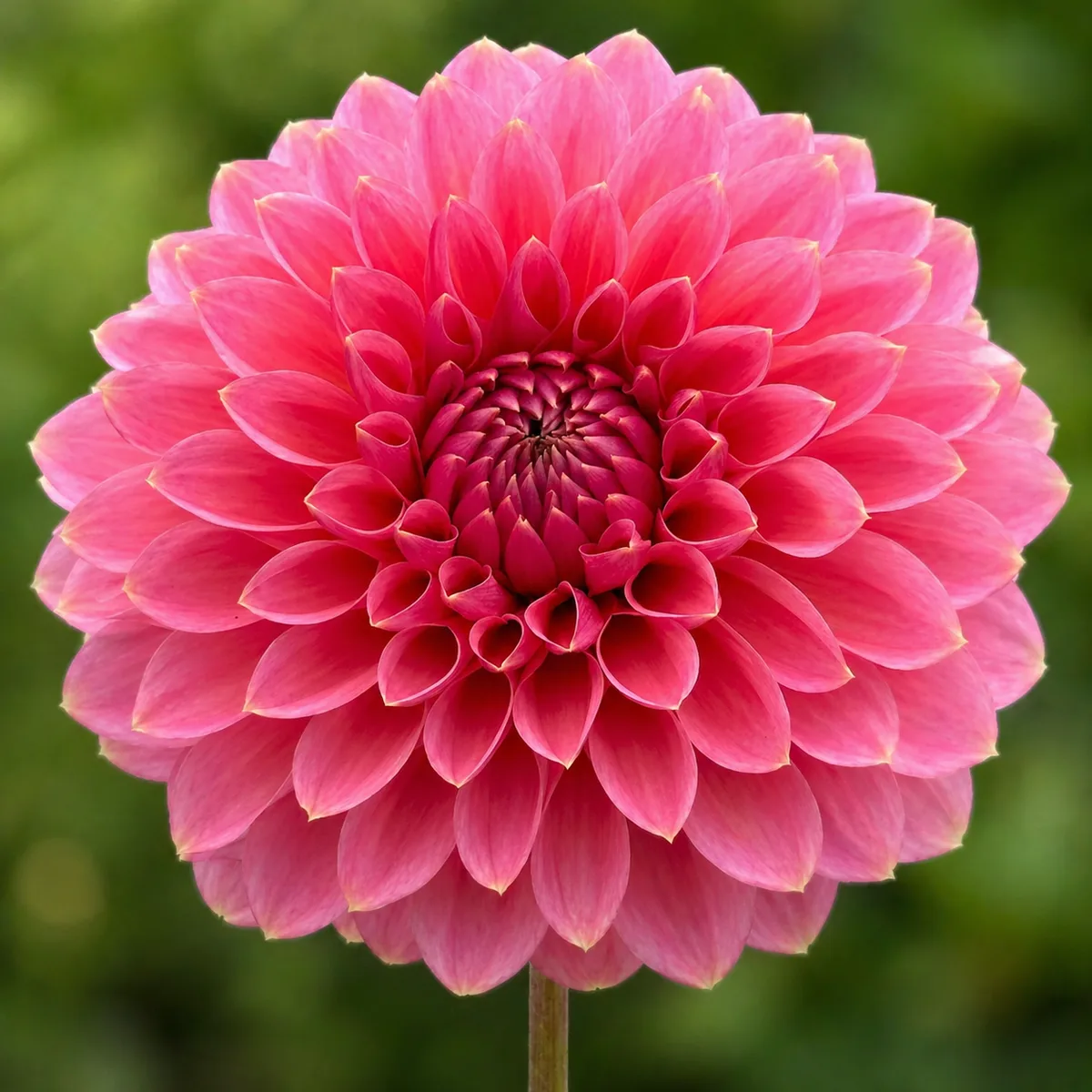 Askwith Minnie dahlia bloom