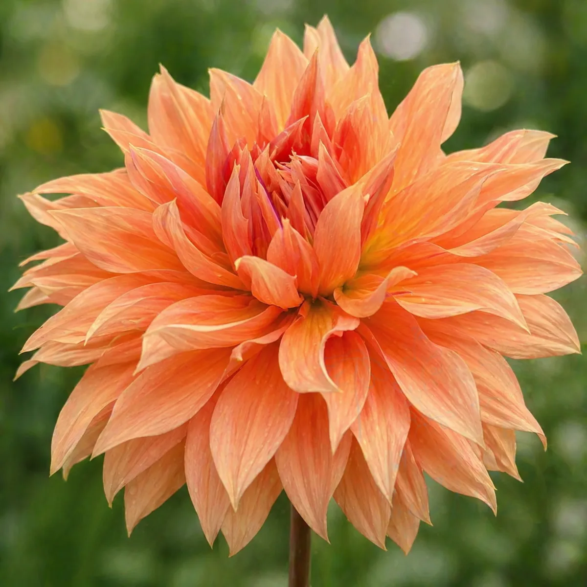 Babylon Bronze dahlia bloom