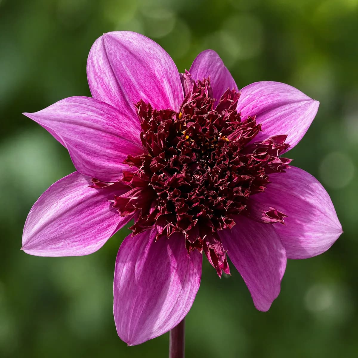 Blue Bayou dahlia bloom