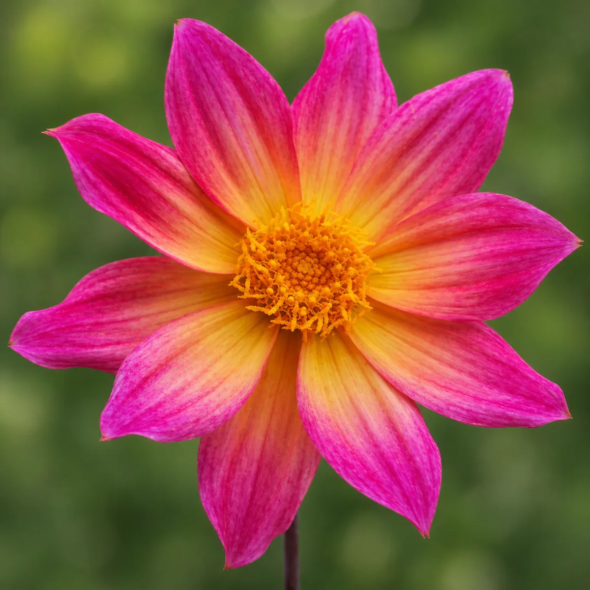 Bright Eyes dahlia bloom