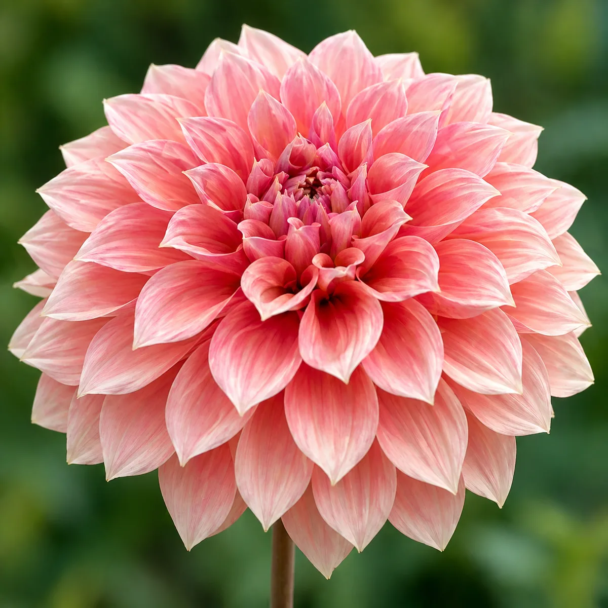 Clyde's Choice dahlia bloom