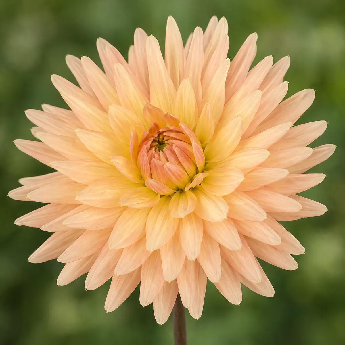 Embrace dahlia bloom