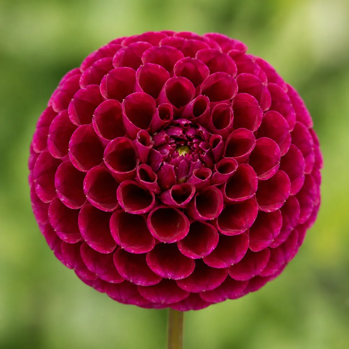 Rocco dahlia bloom