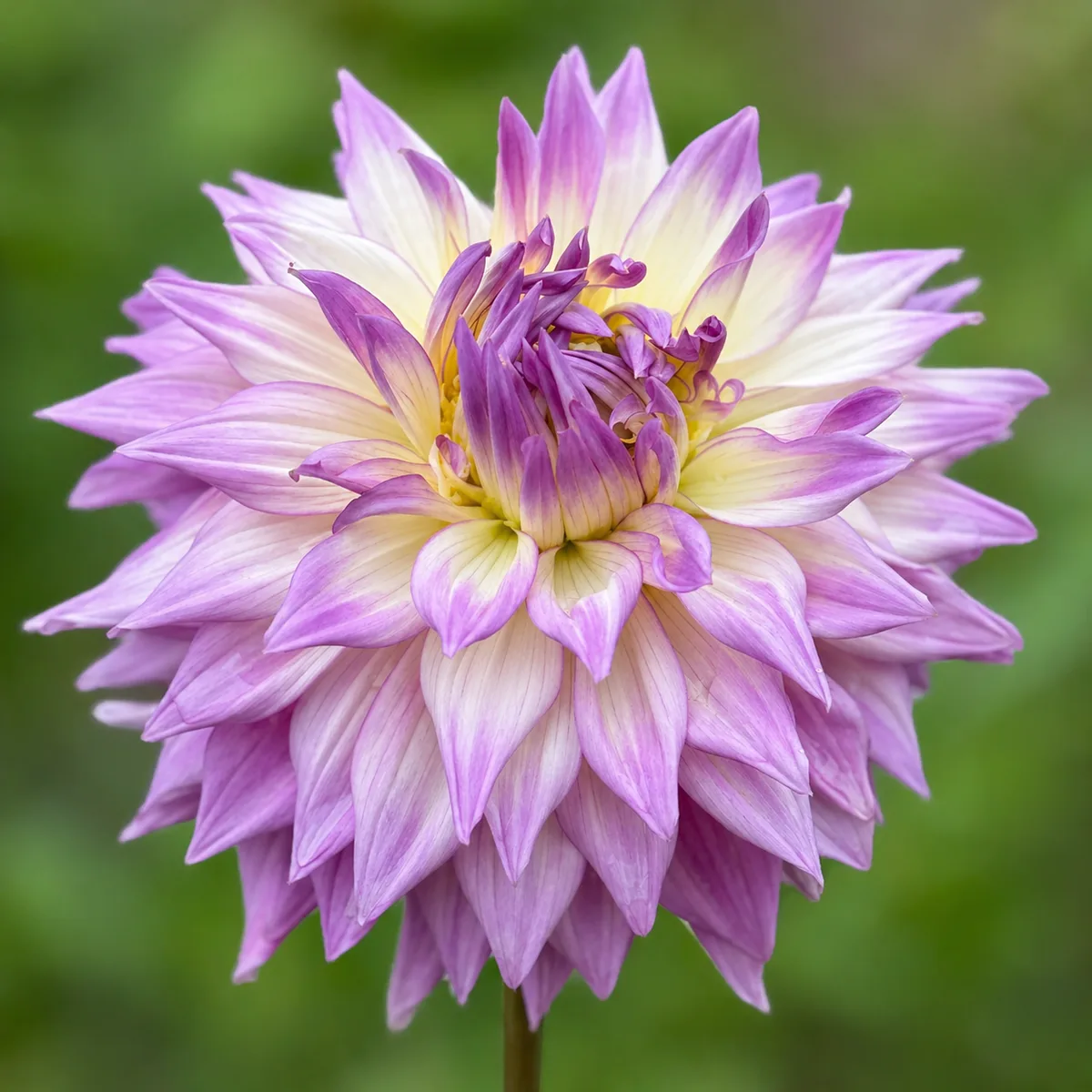 Sir Alf Ramsey dahlia bloom