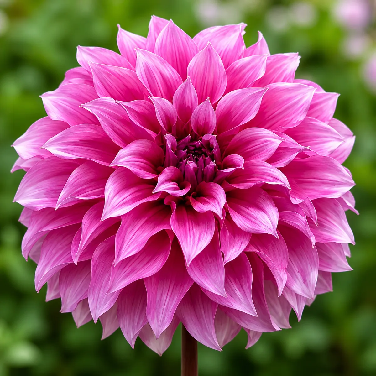 Arthur Hambley dahlia bloom