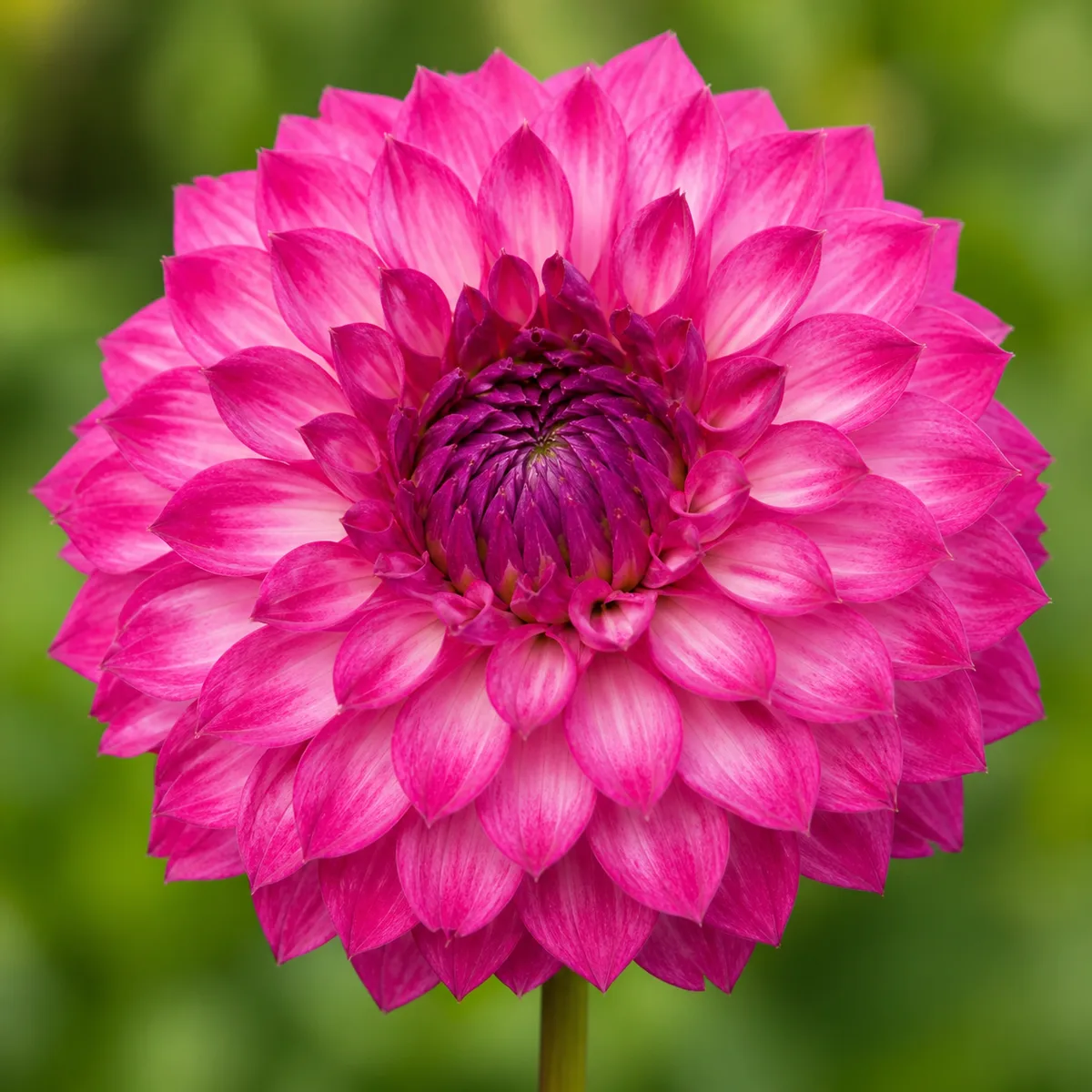 Ashado dahlia bloom