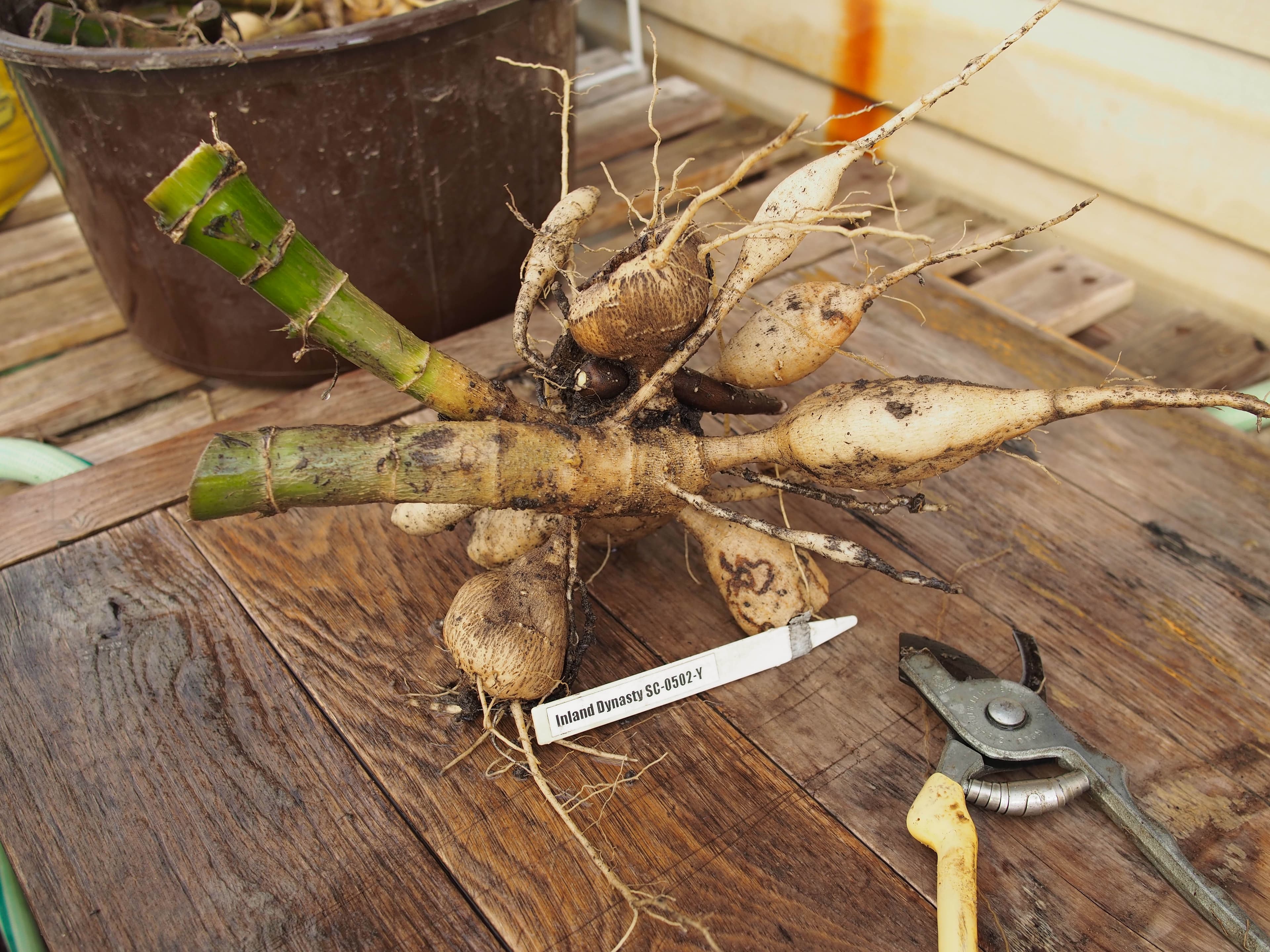Inland Dynasty dahlia tubers divided for winter storage