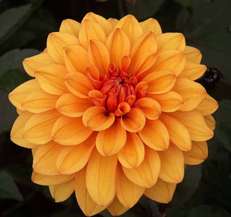 Dahlia (David Howard cultivar)