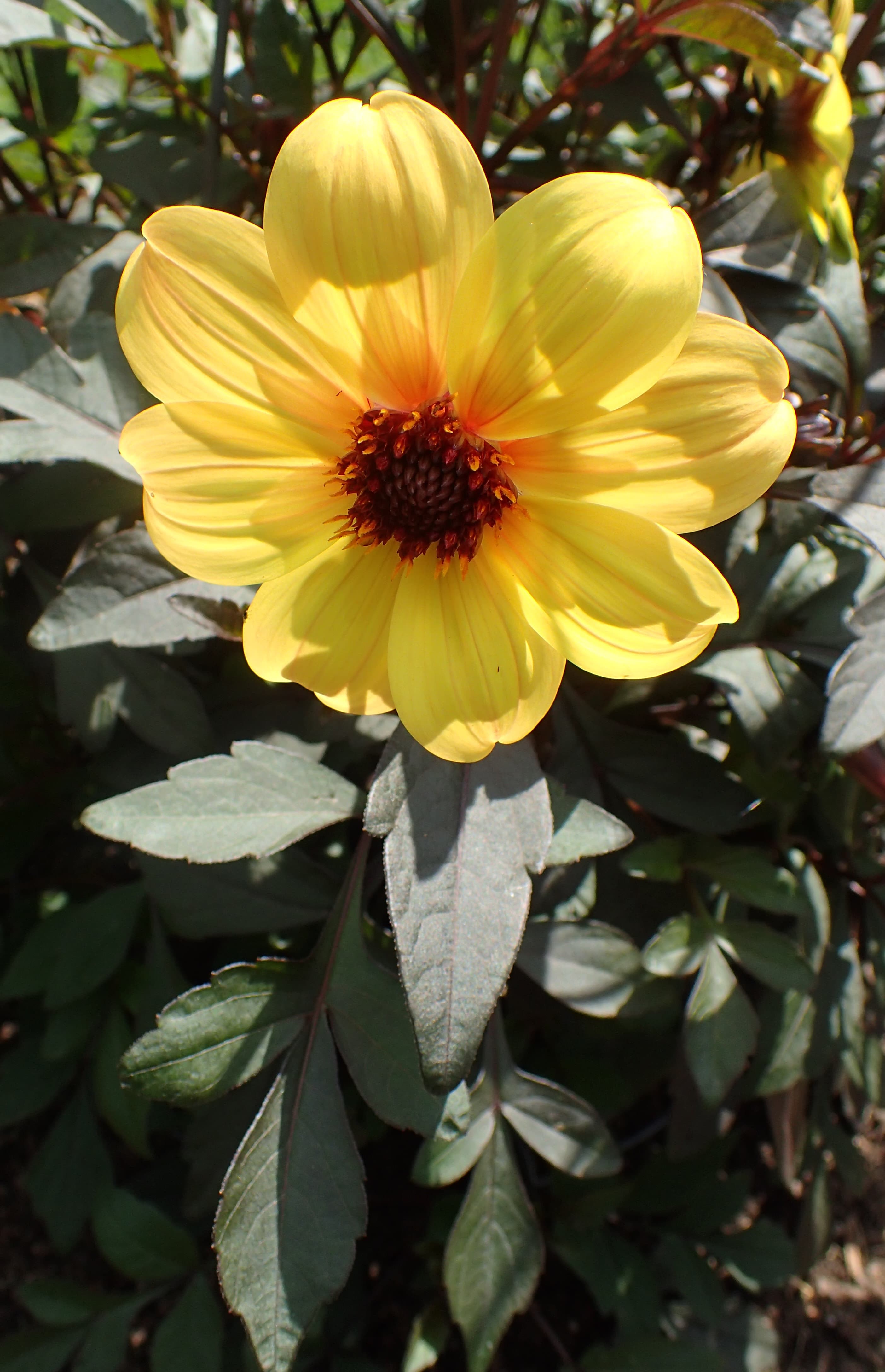 Dahlia Mystic Illusion kz1