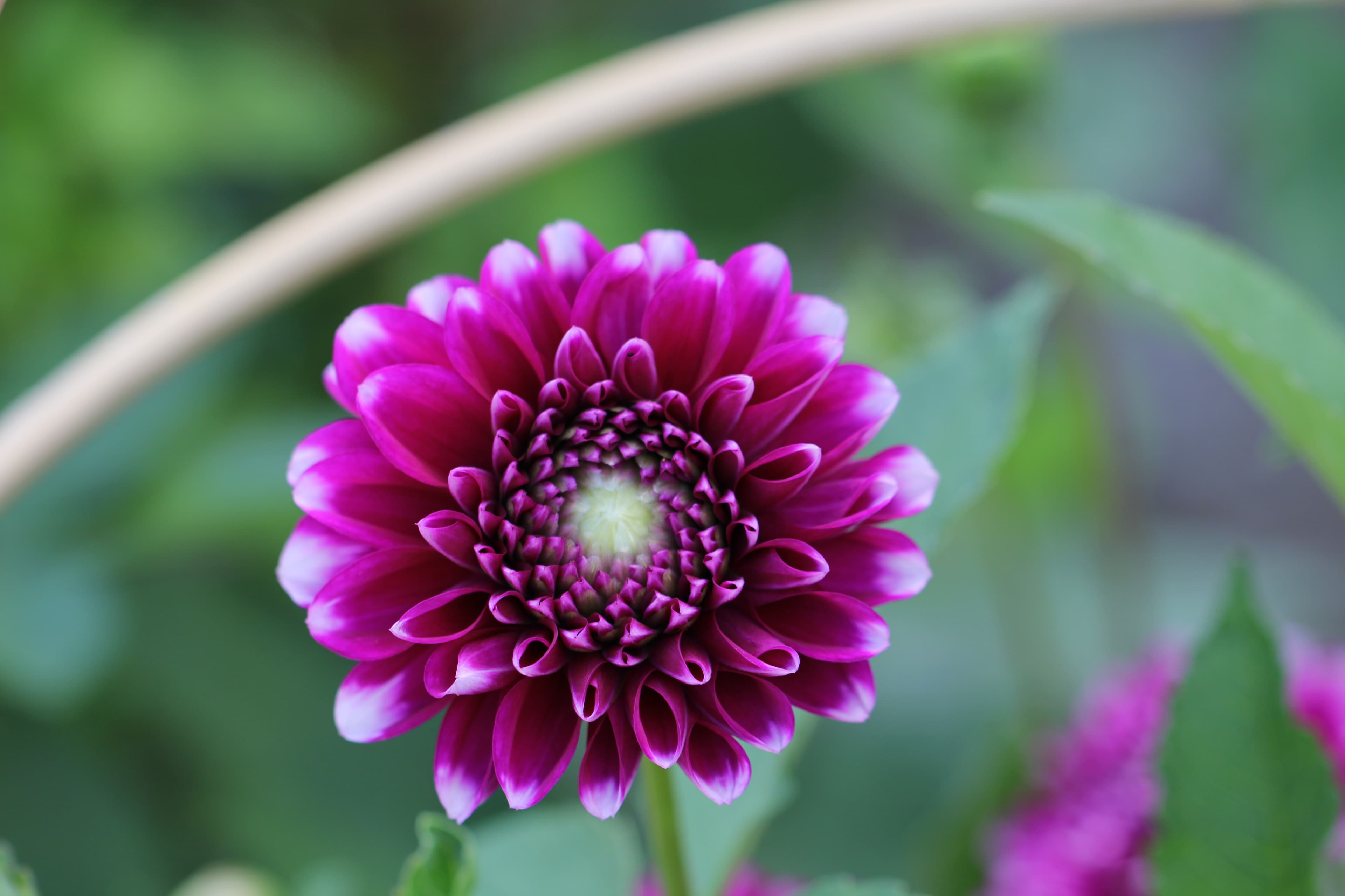 Dark purple decorative dahlia (type illustration)