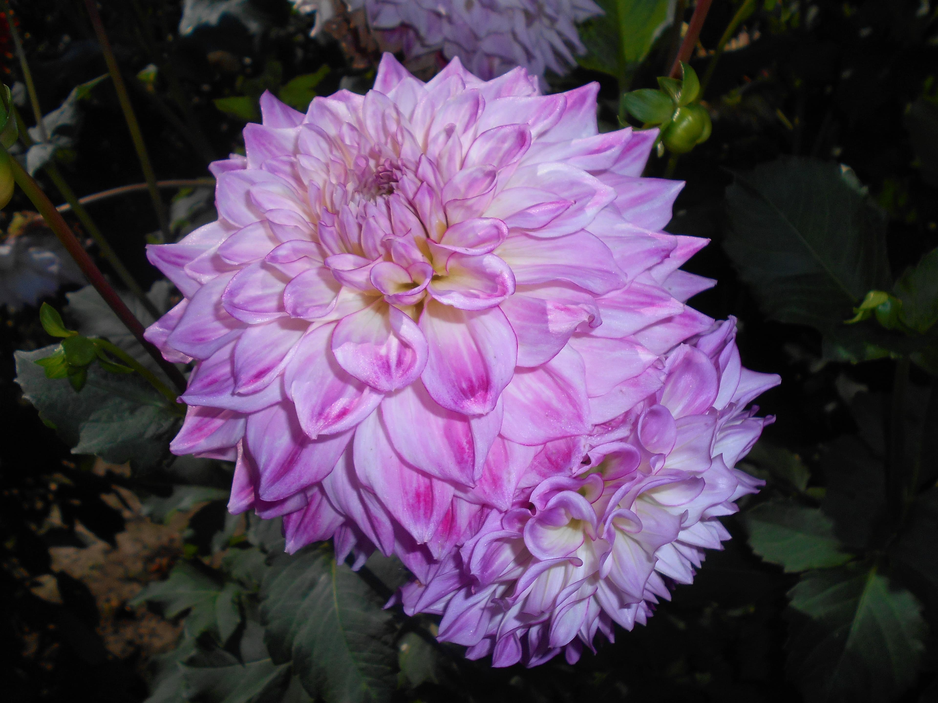 Audacity dahlia flower