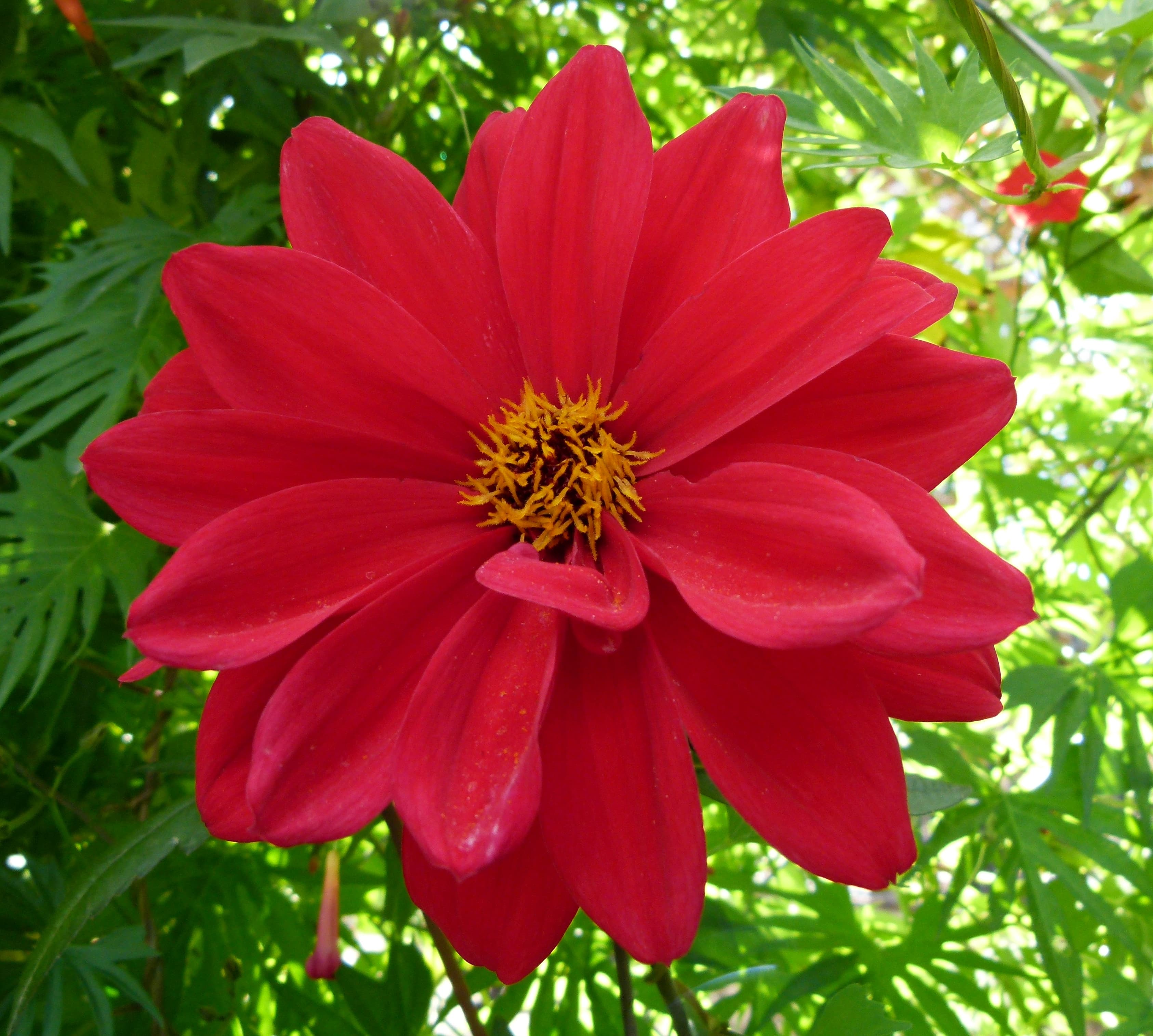 Bishop of Llandaff dahlia bloom