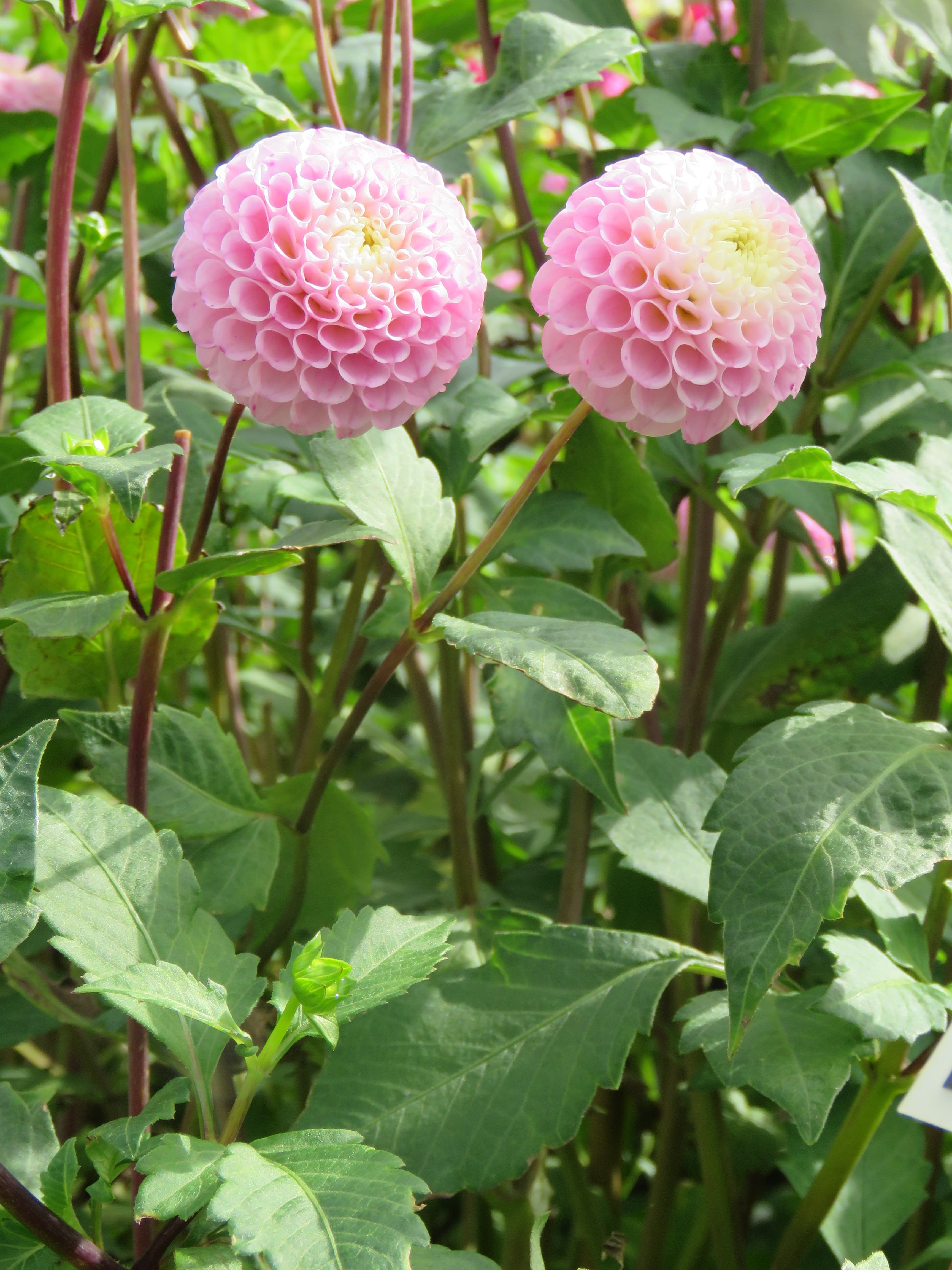 Pompon dahlia (type illustration)
