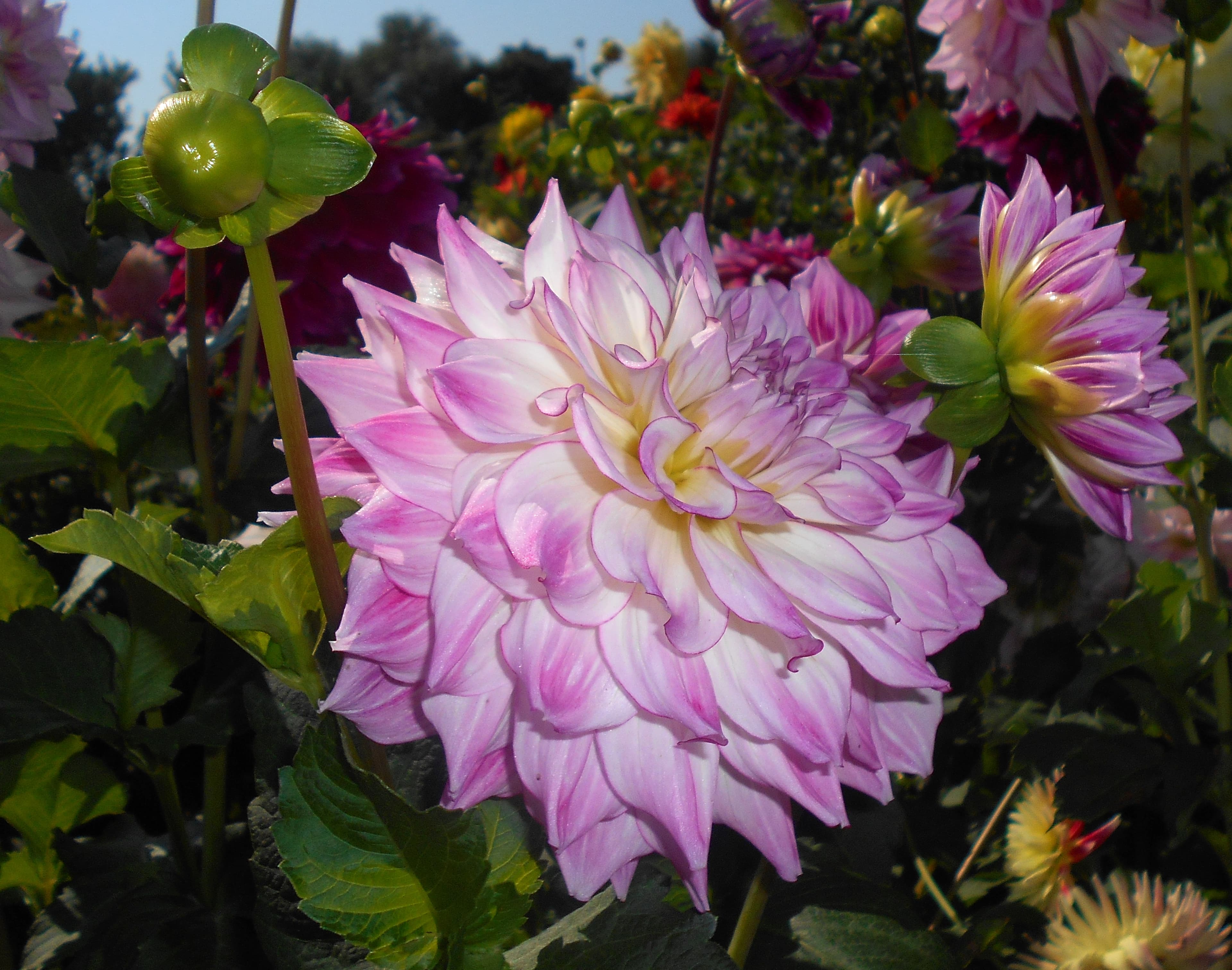 Audacity dahlia cultivar