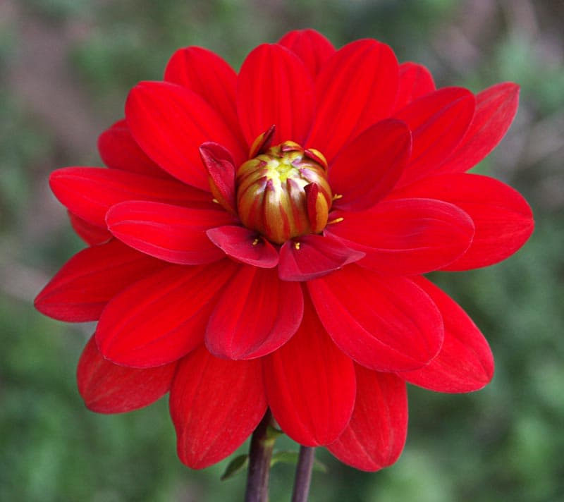 Large decorative dahlia cultivar (type illustration)