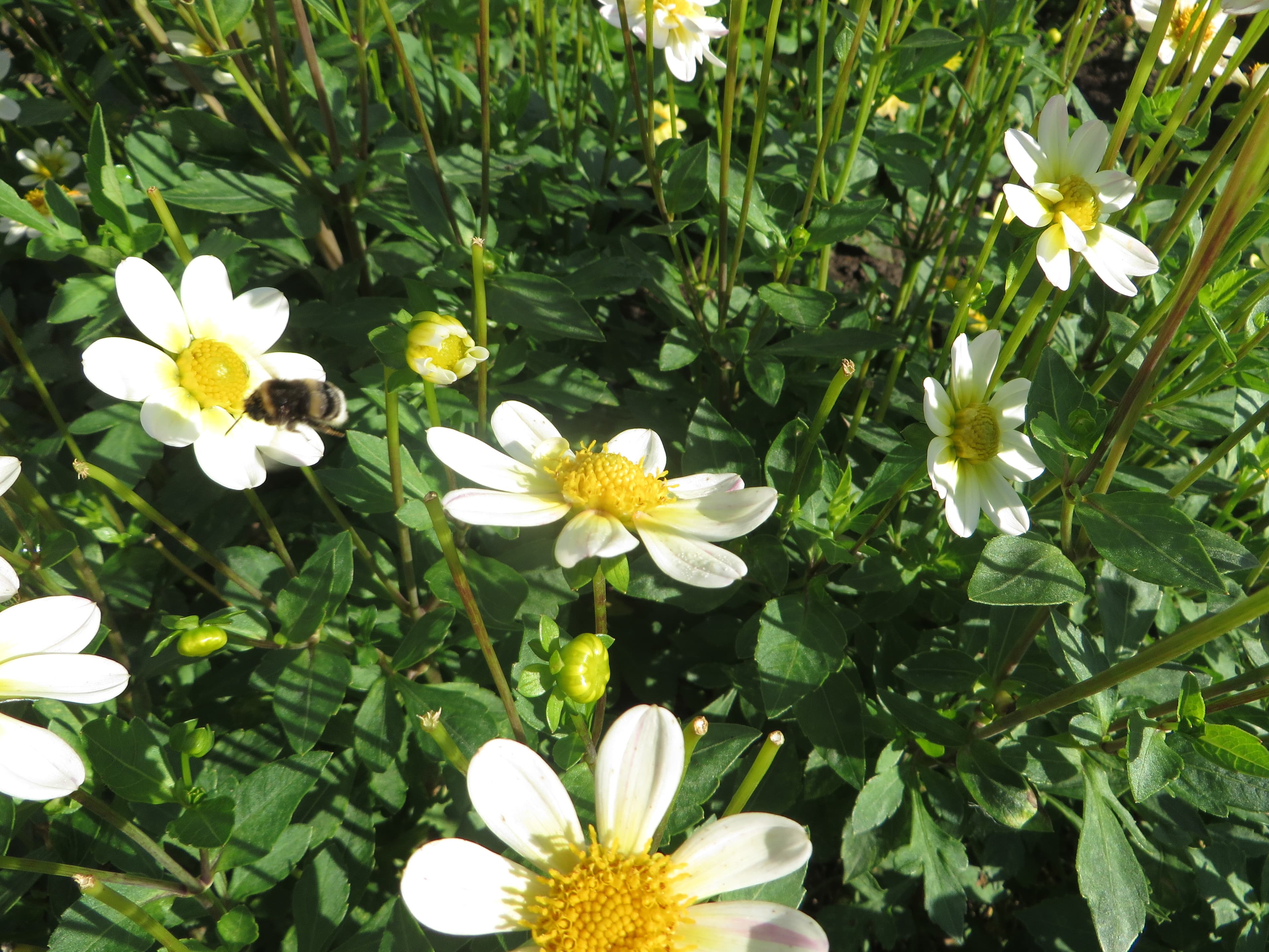 White dahlia bloom (type illustration)