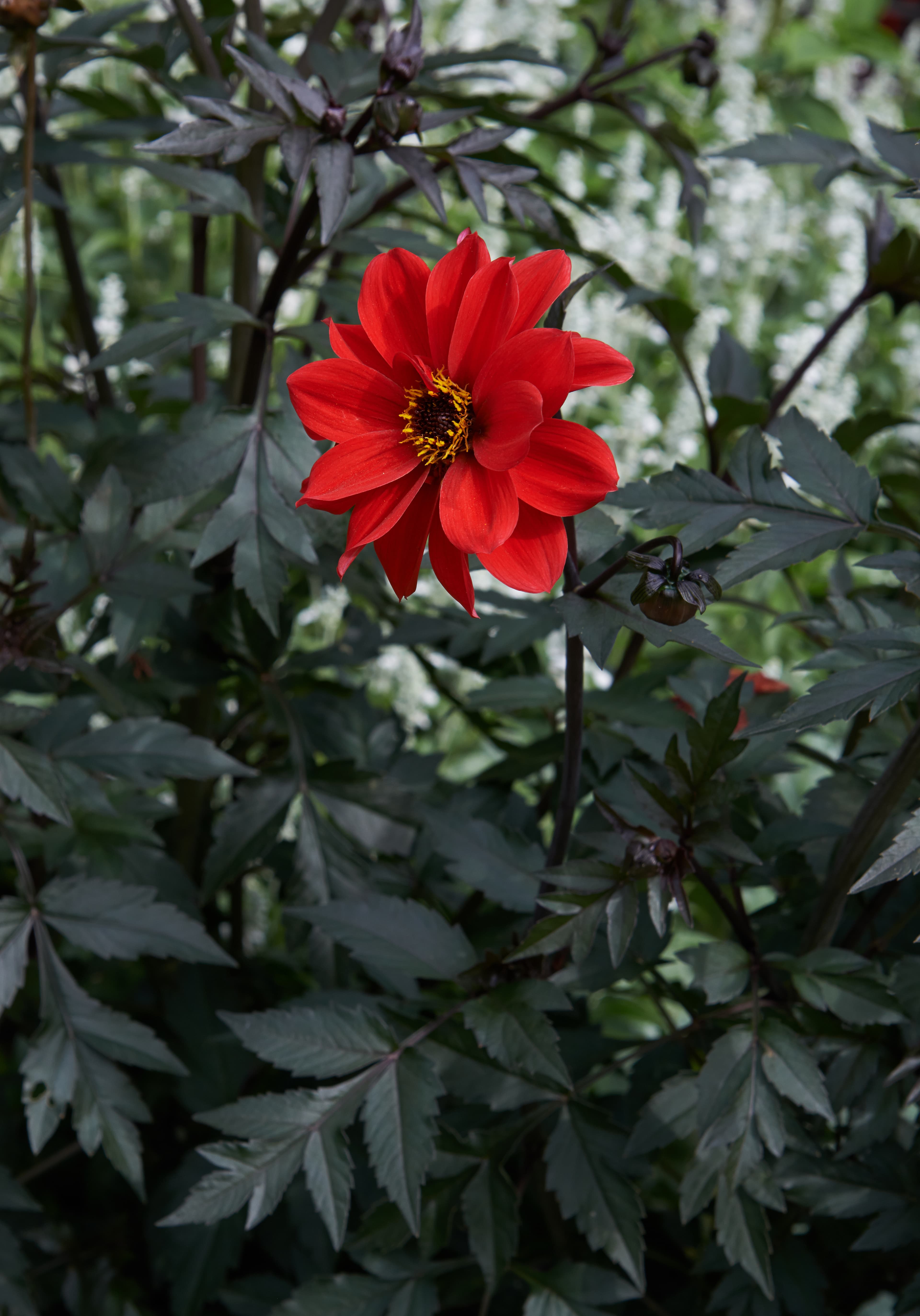 Bishop of Llandaff dahlia cultivar