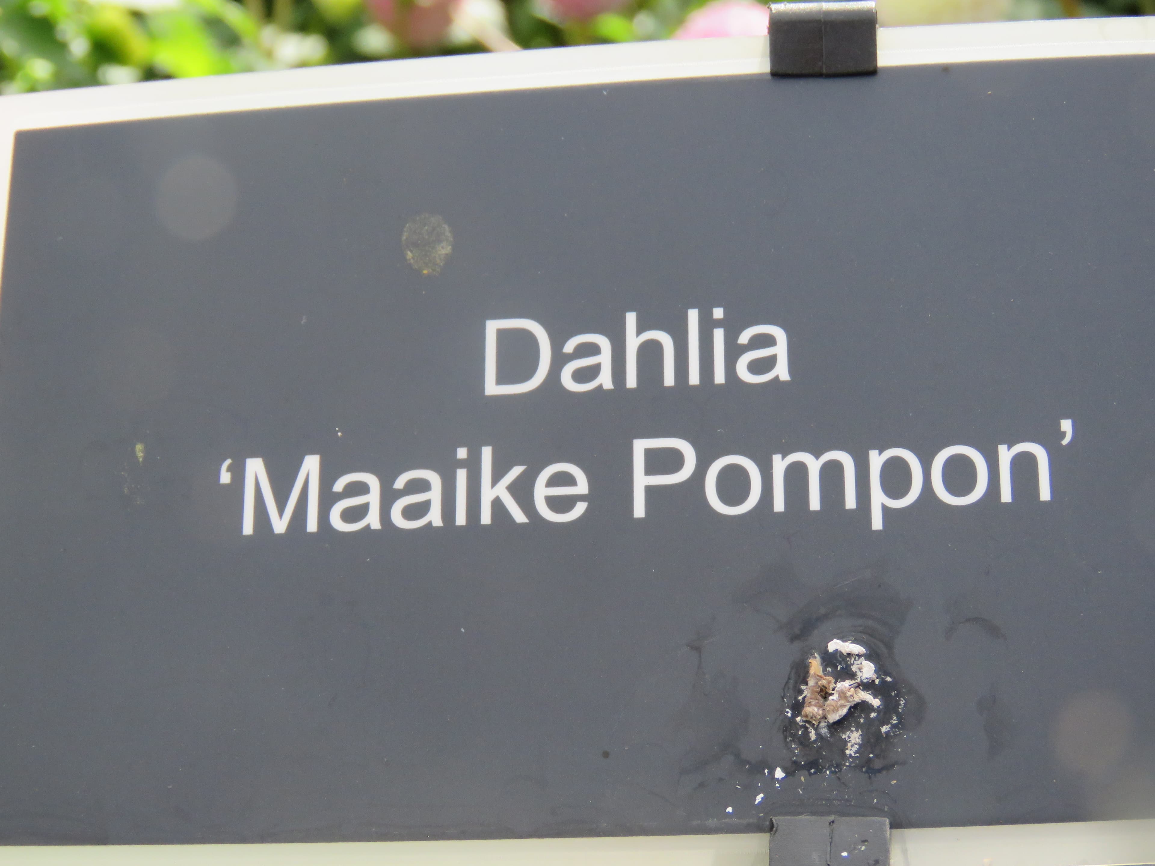 Pink pompon dahlia bloom (type illustration)