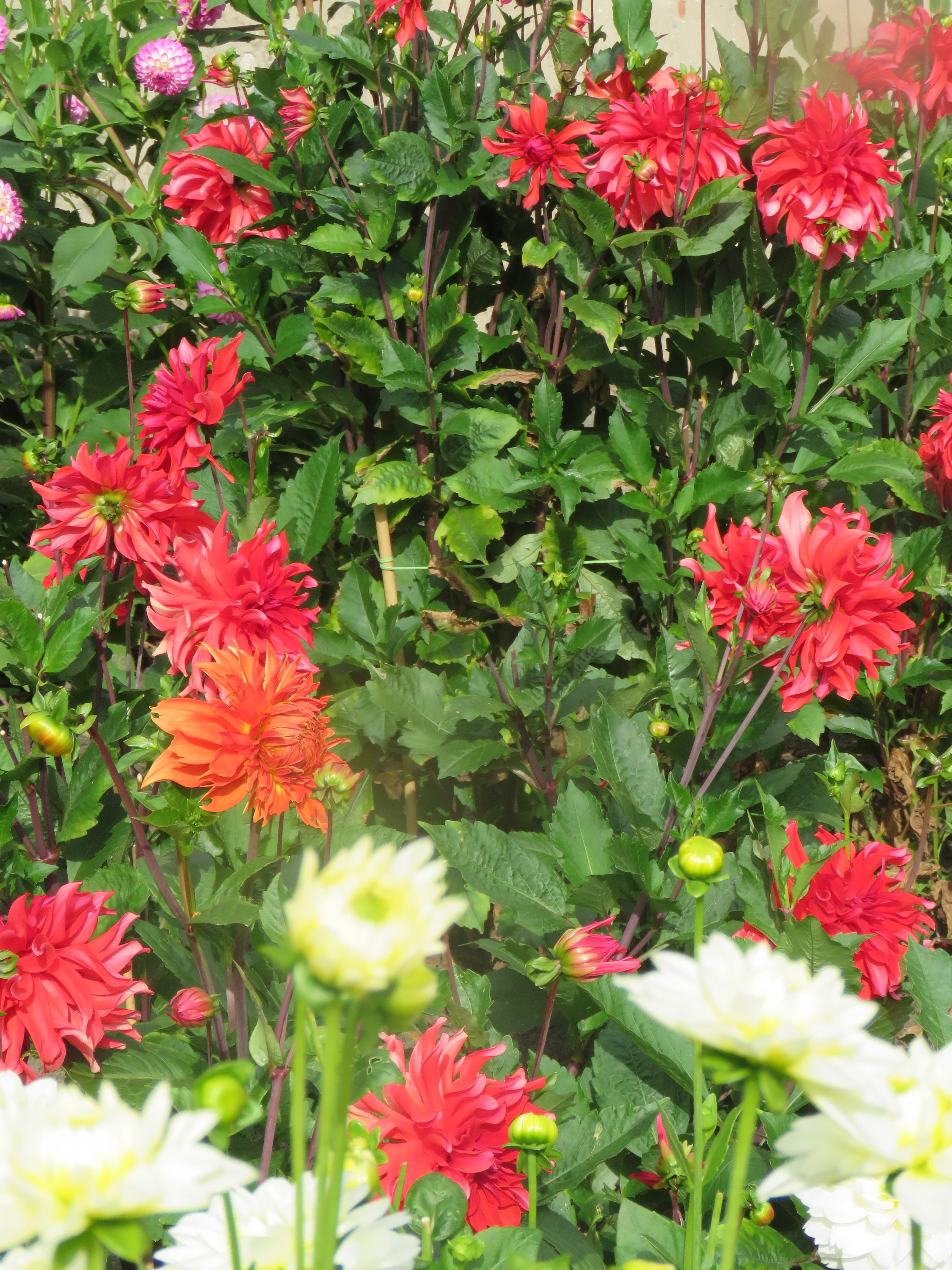 Red Labyrinth dahlia bloom (type illustration)