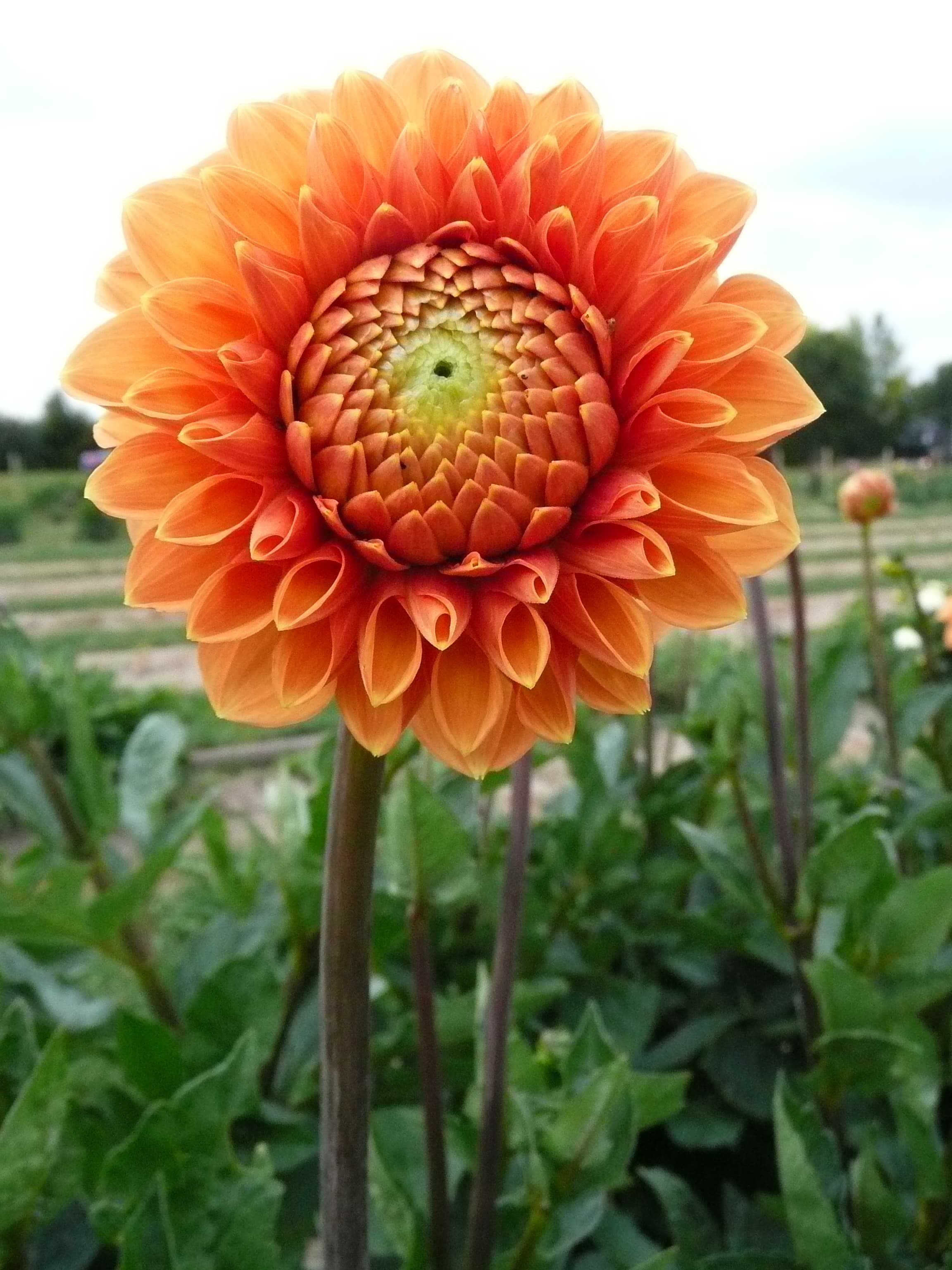 Sylvia ball dahlia bloom