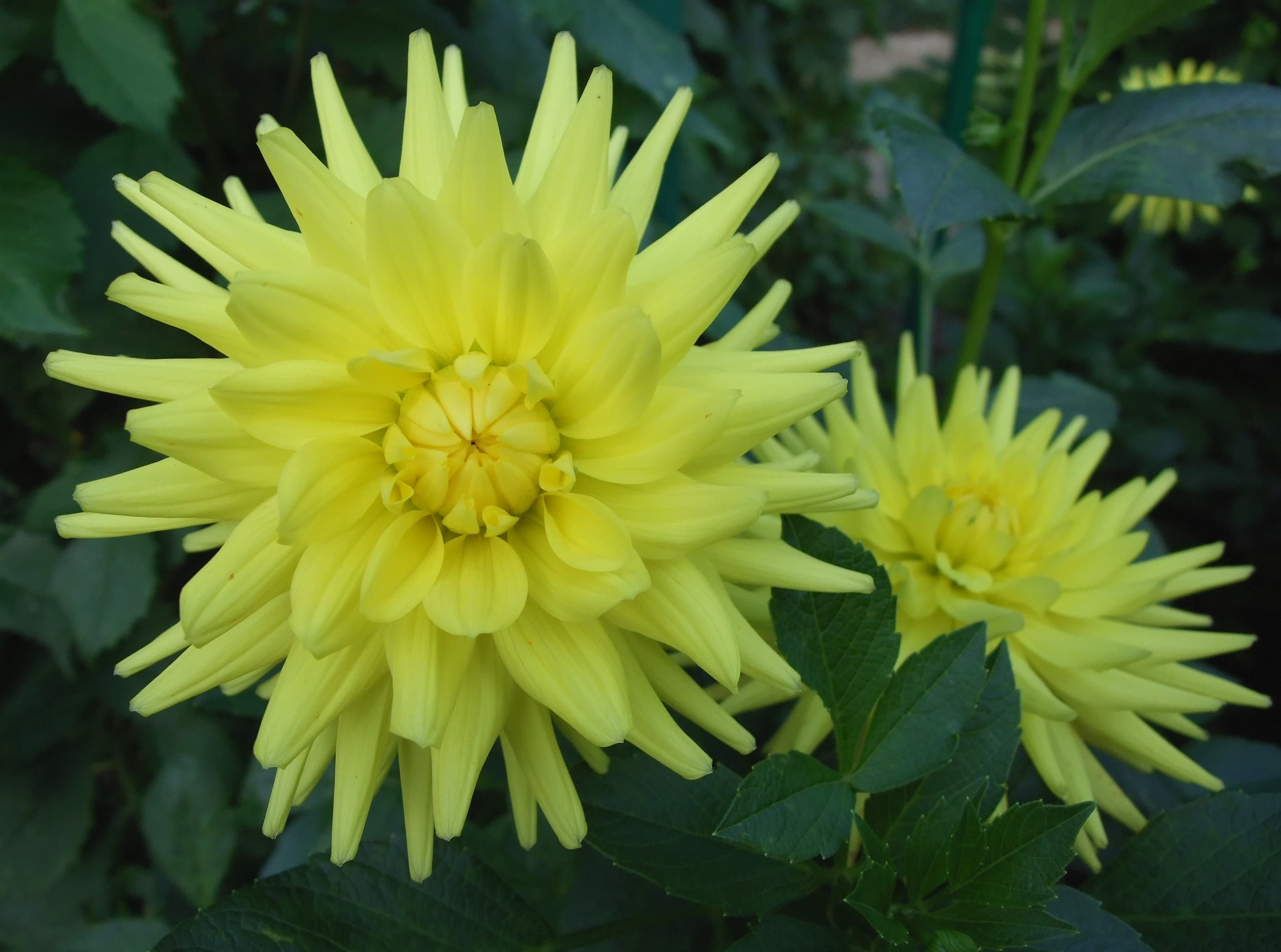 Pale yellow dahlia cultivar (type illustration)