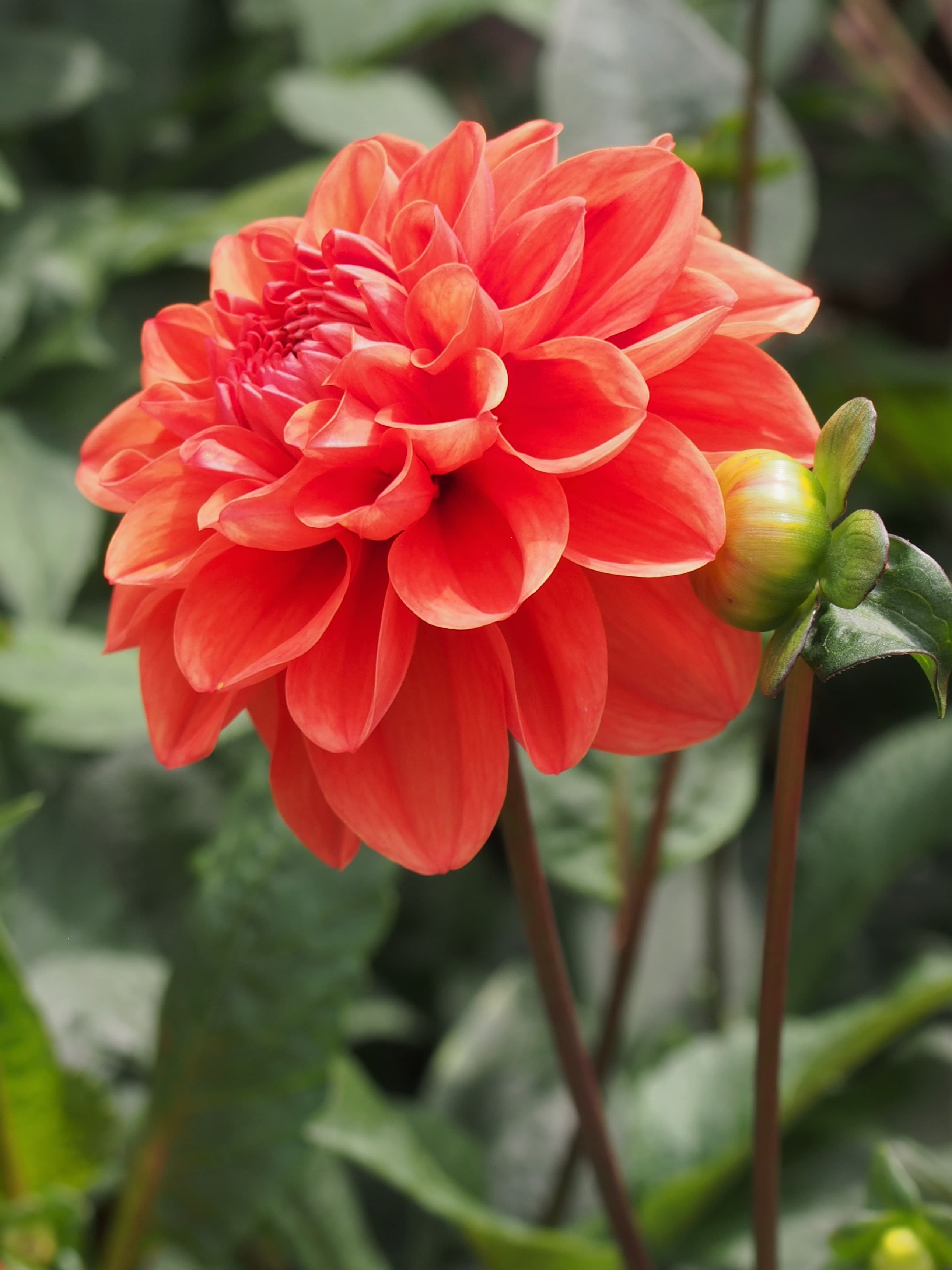 Edinburgh dahlia purple and white bicolor bloom close up