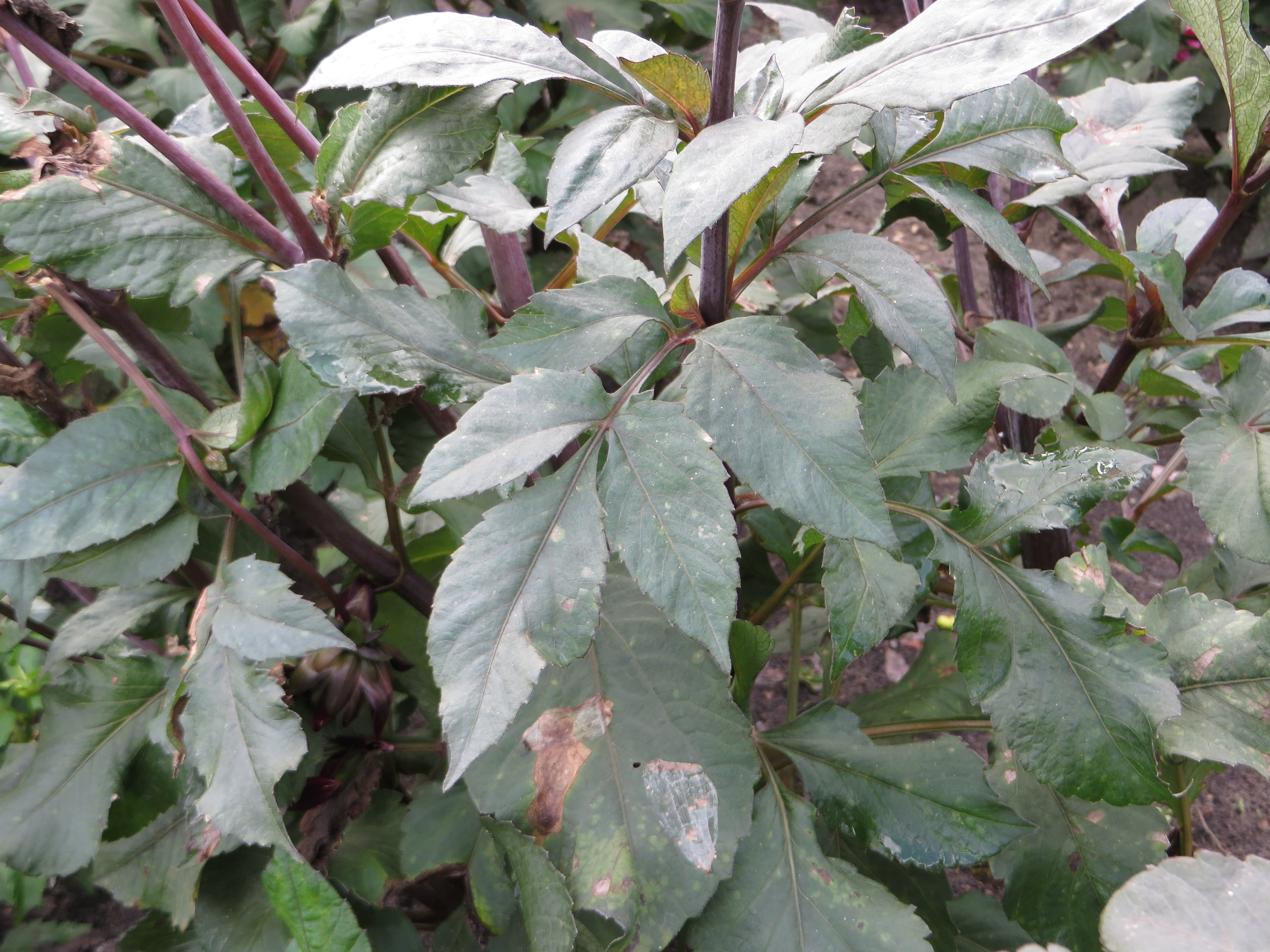Karma Choc dahlia cultivar