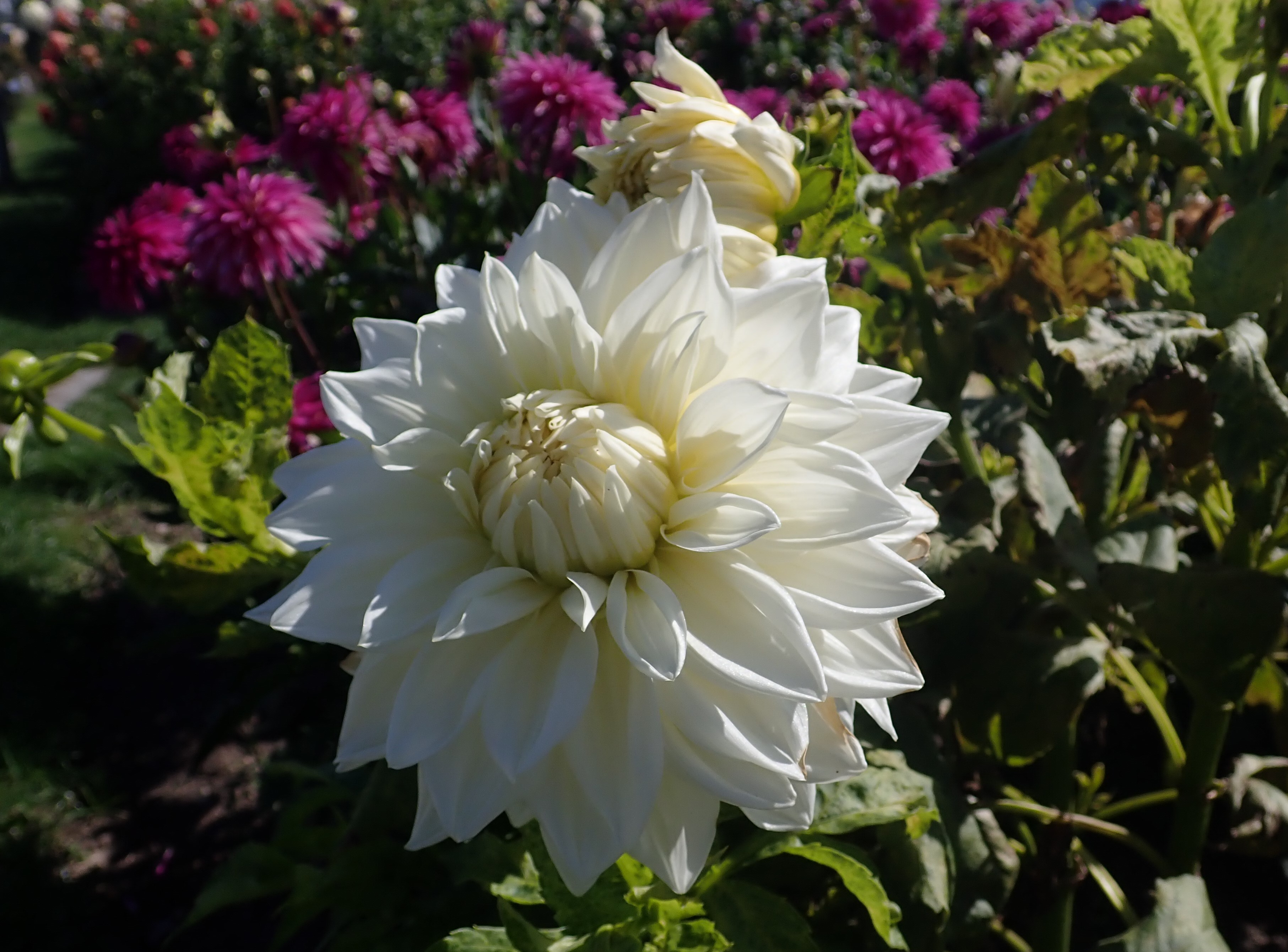 White Alva's dahlia bloom