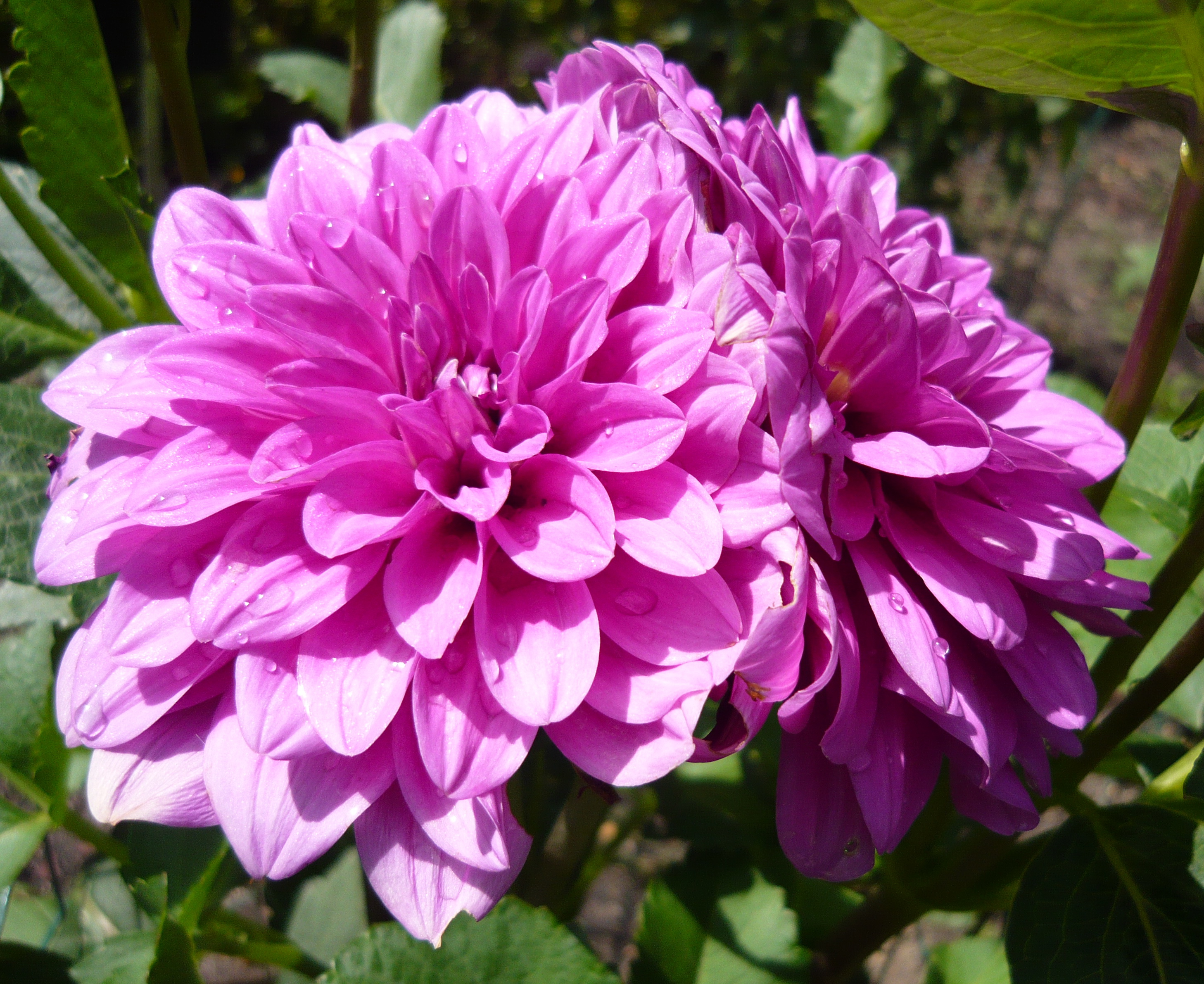 Le Baron dahlia bloom