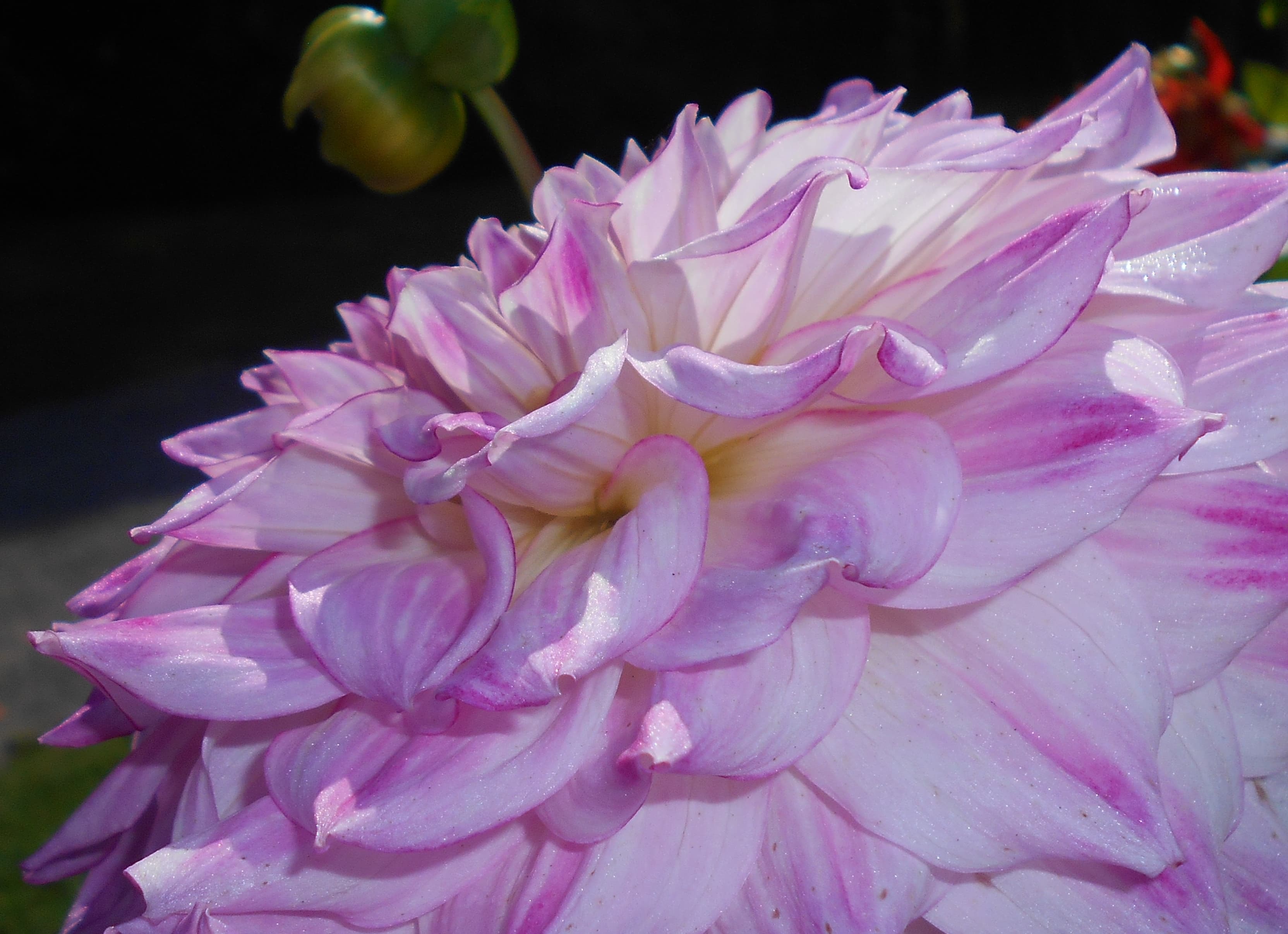 Audacity dahlia bloom close-up