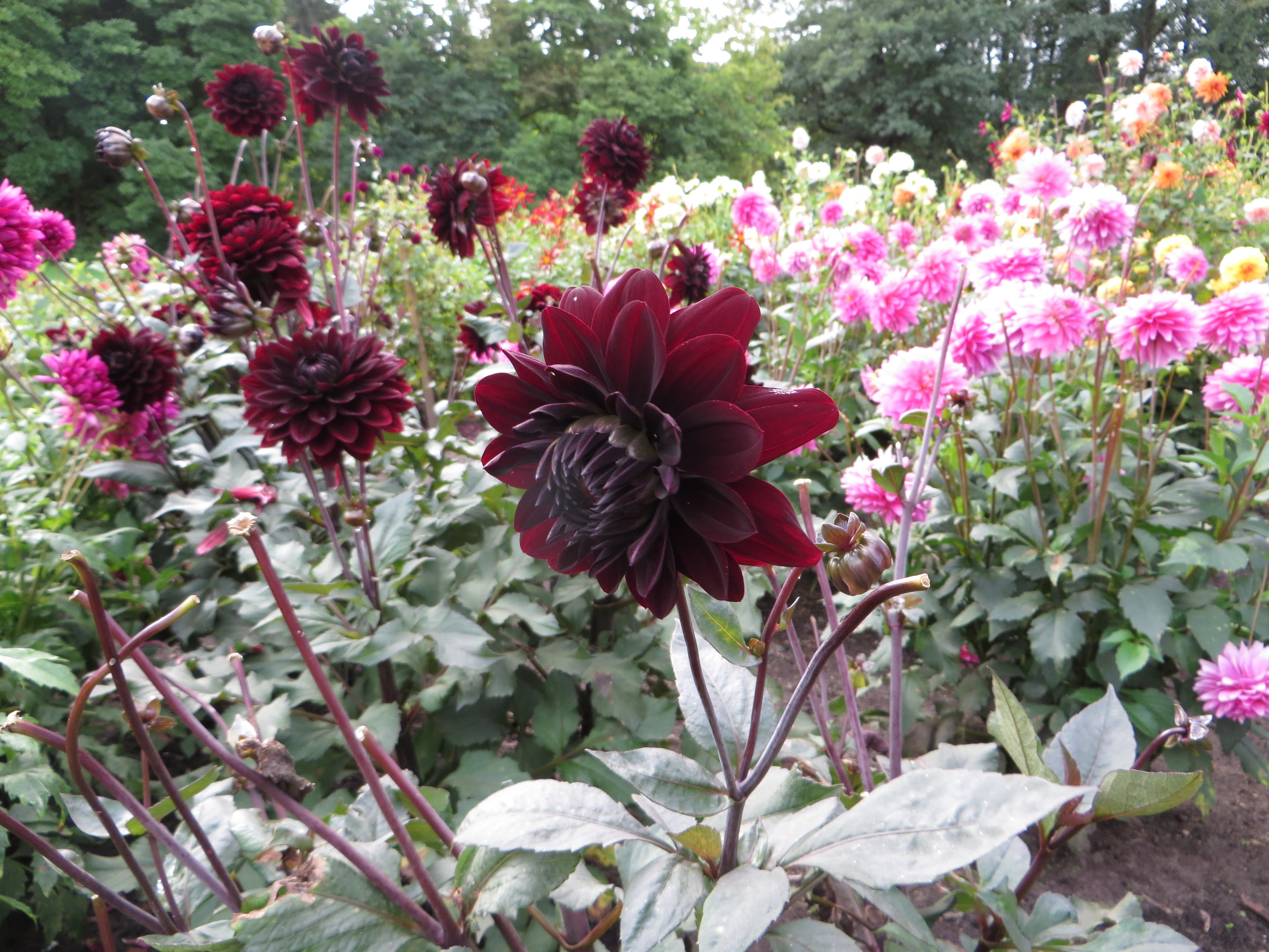 Karma Choc dahlia bloom close-up