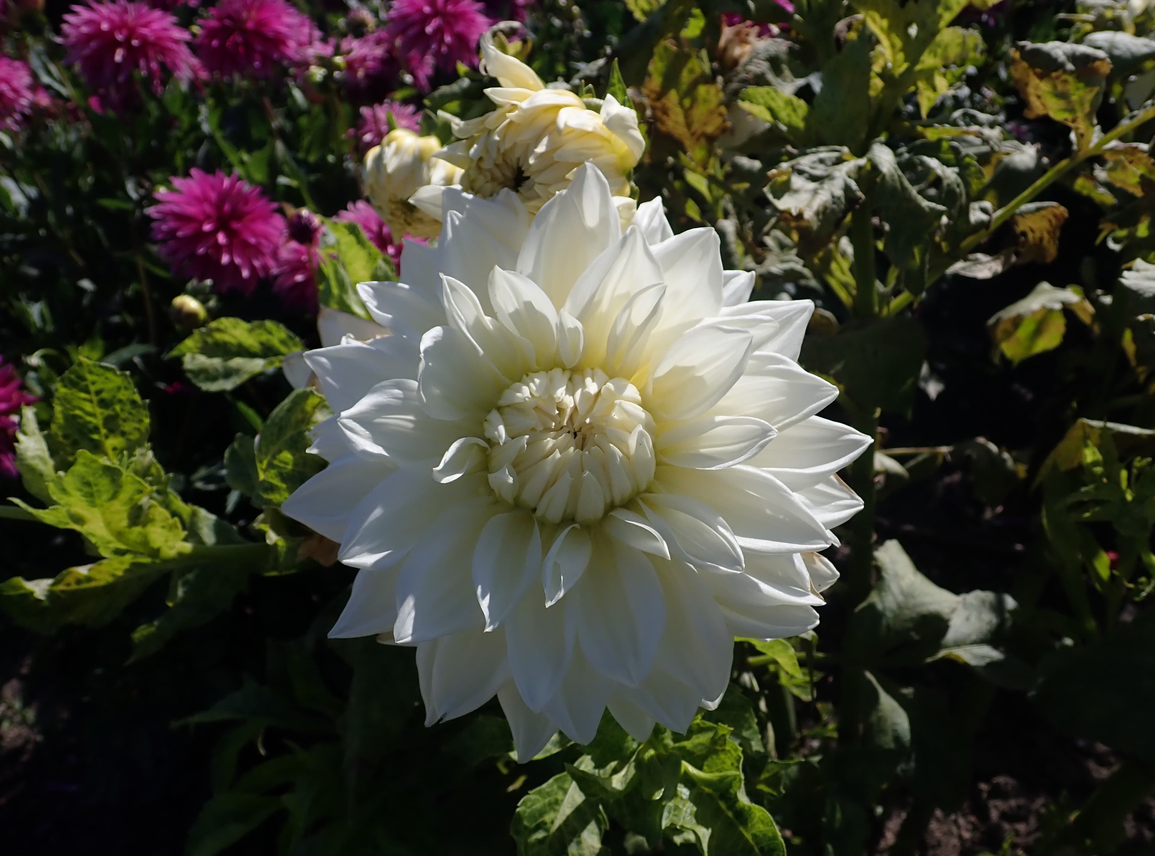 White Alva's dahlia bloom, side view