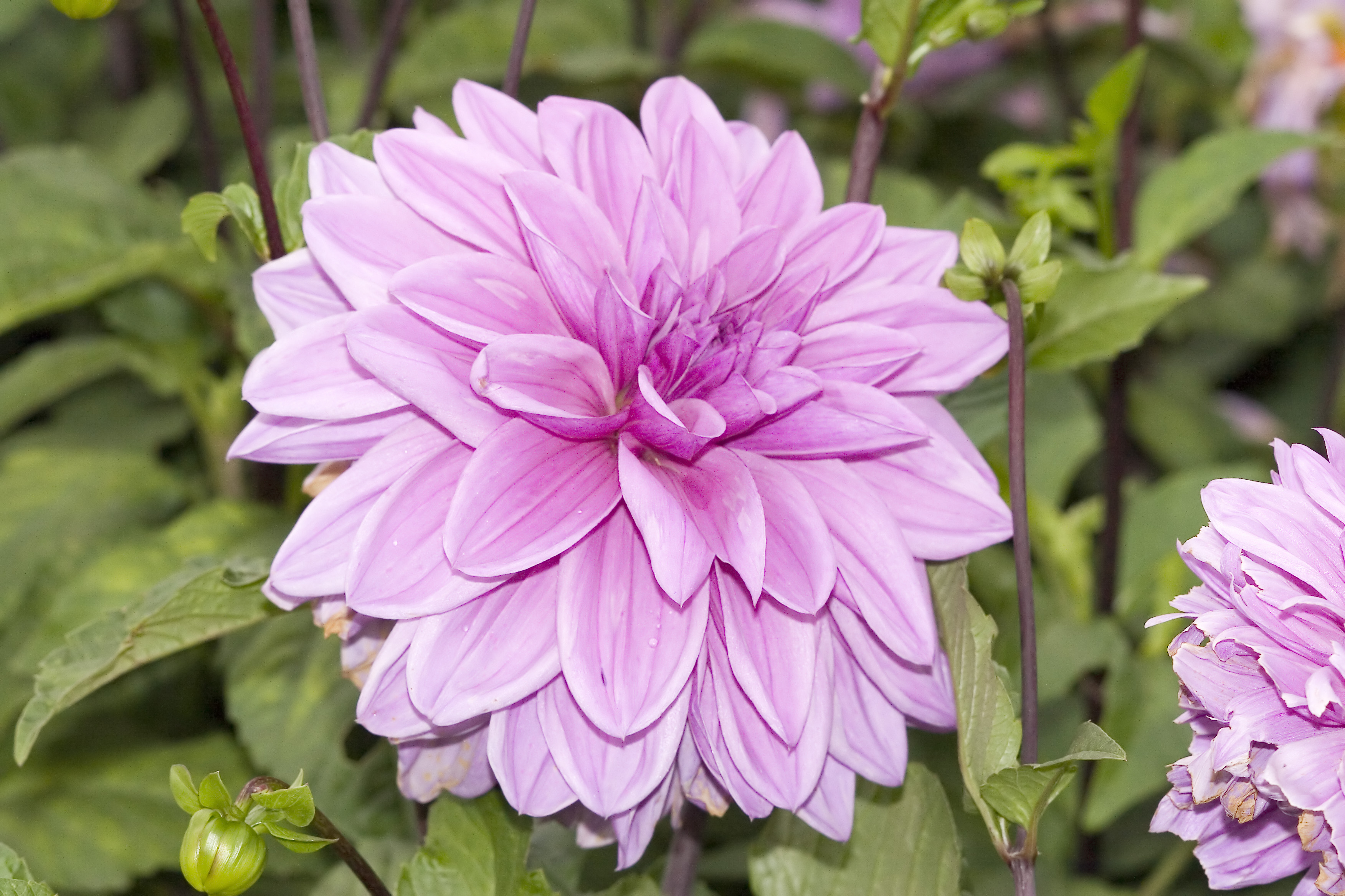 Lilac Time dahlia bloom in soft lavender with blue undertone
