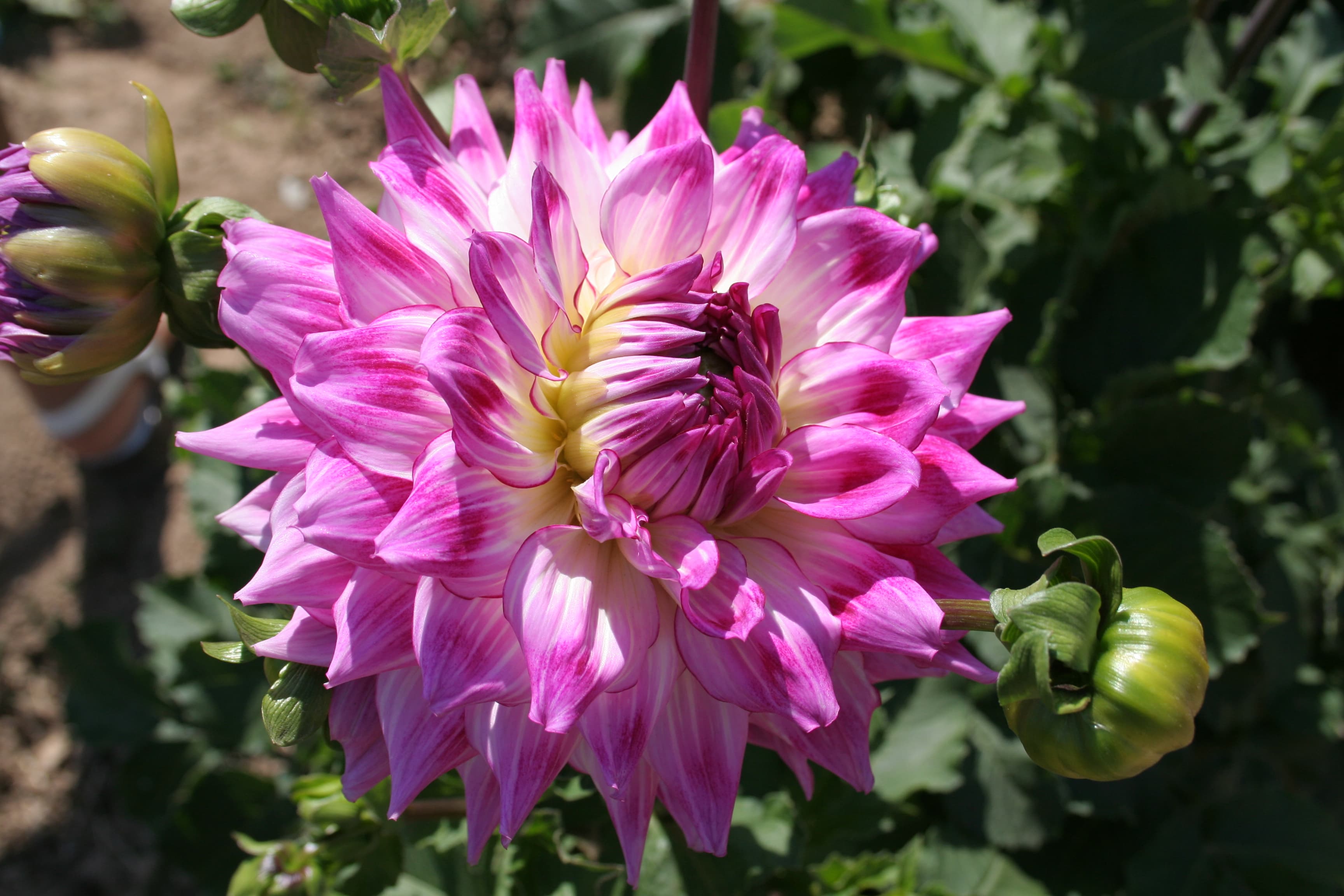 Audacity dahlia bloom