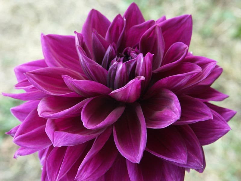 Thomas Edison dahlia bloom