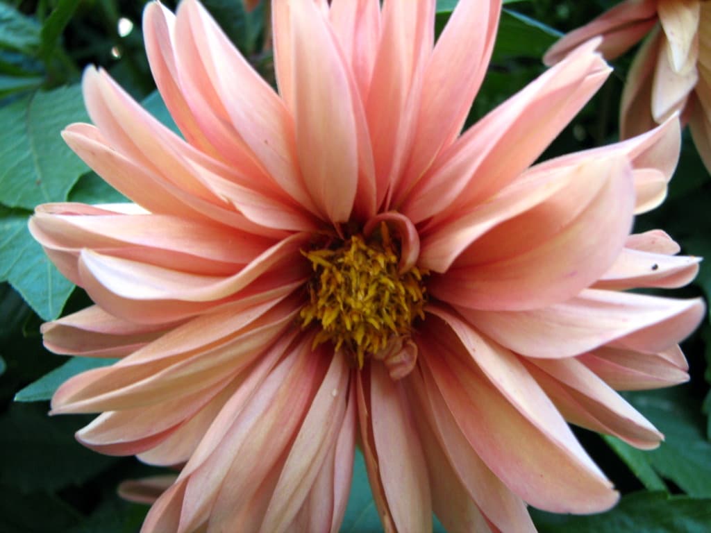 Large pale pink dahlia (type illustration)