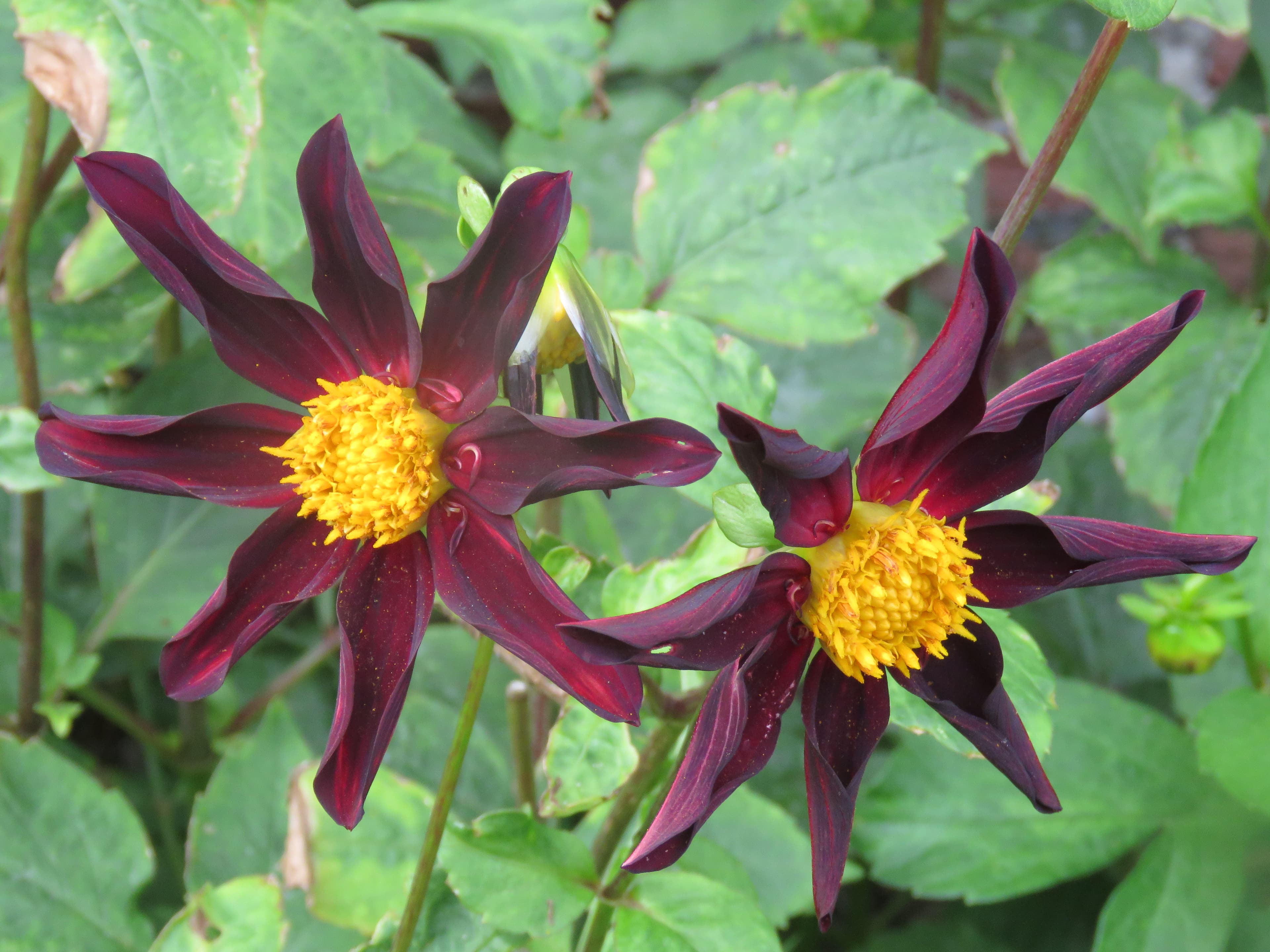 Dark orchid dahlia cultivar (type illustration)