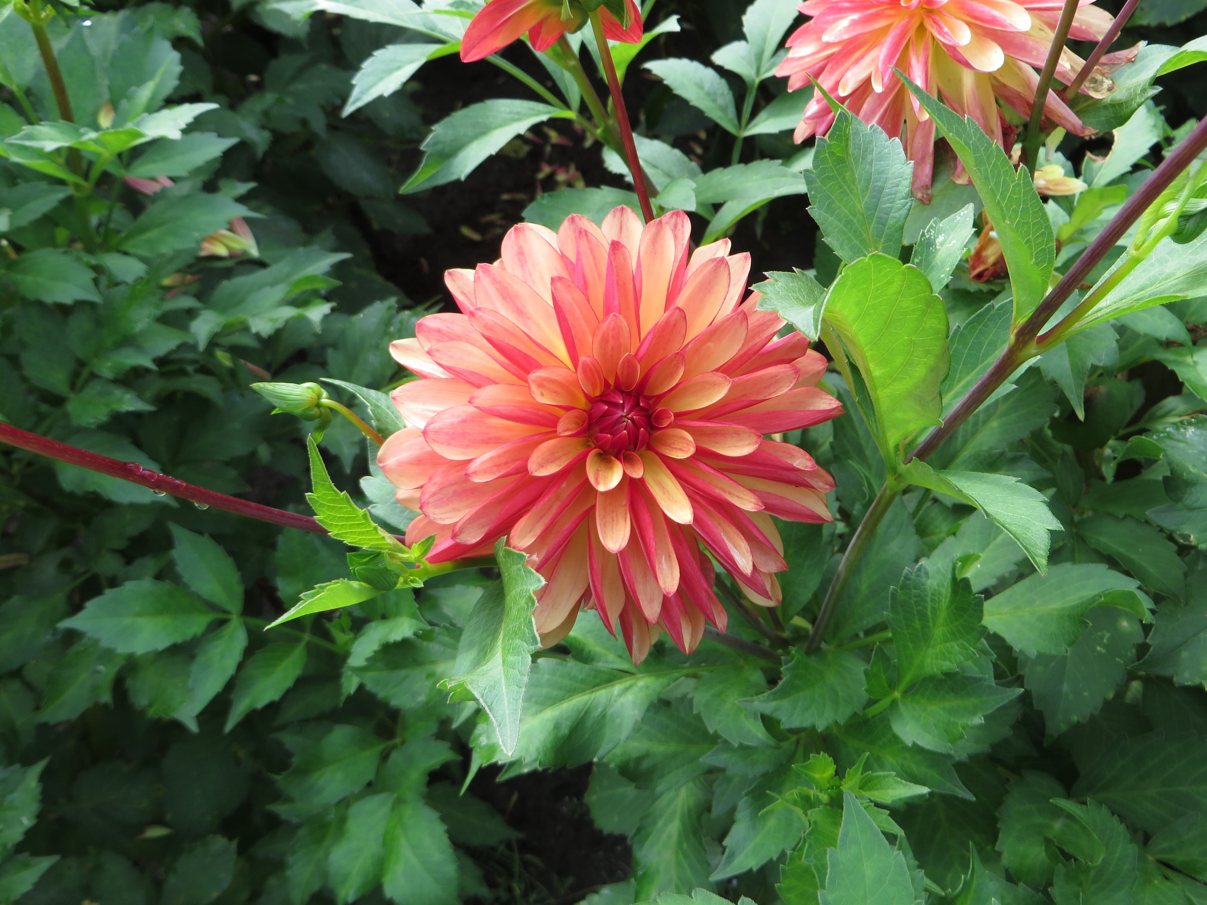Crazy Legs dahlia bloom showing orange face and red reverse